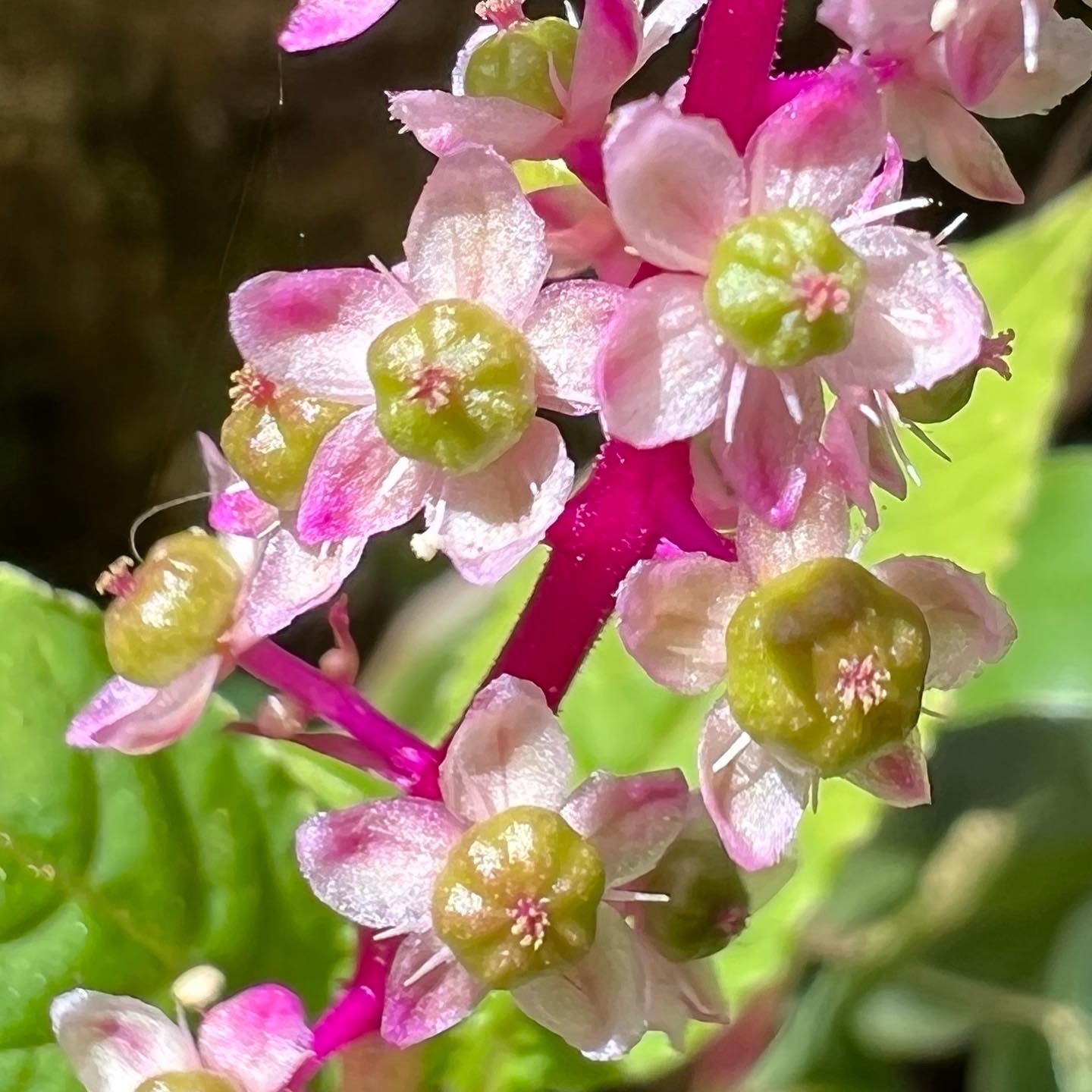 Photo of Brazilian Pokeweed (5/12)