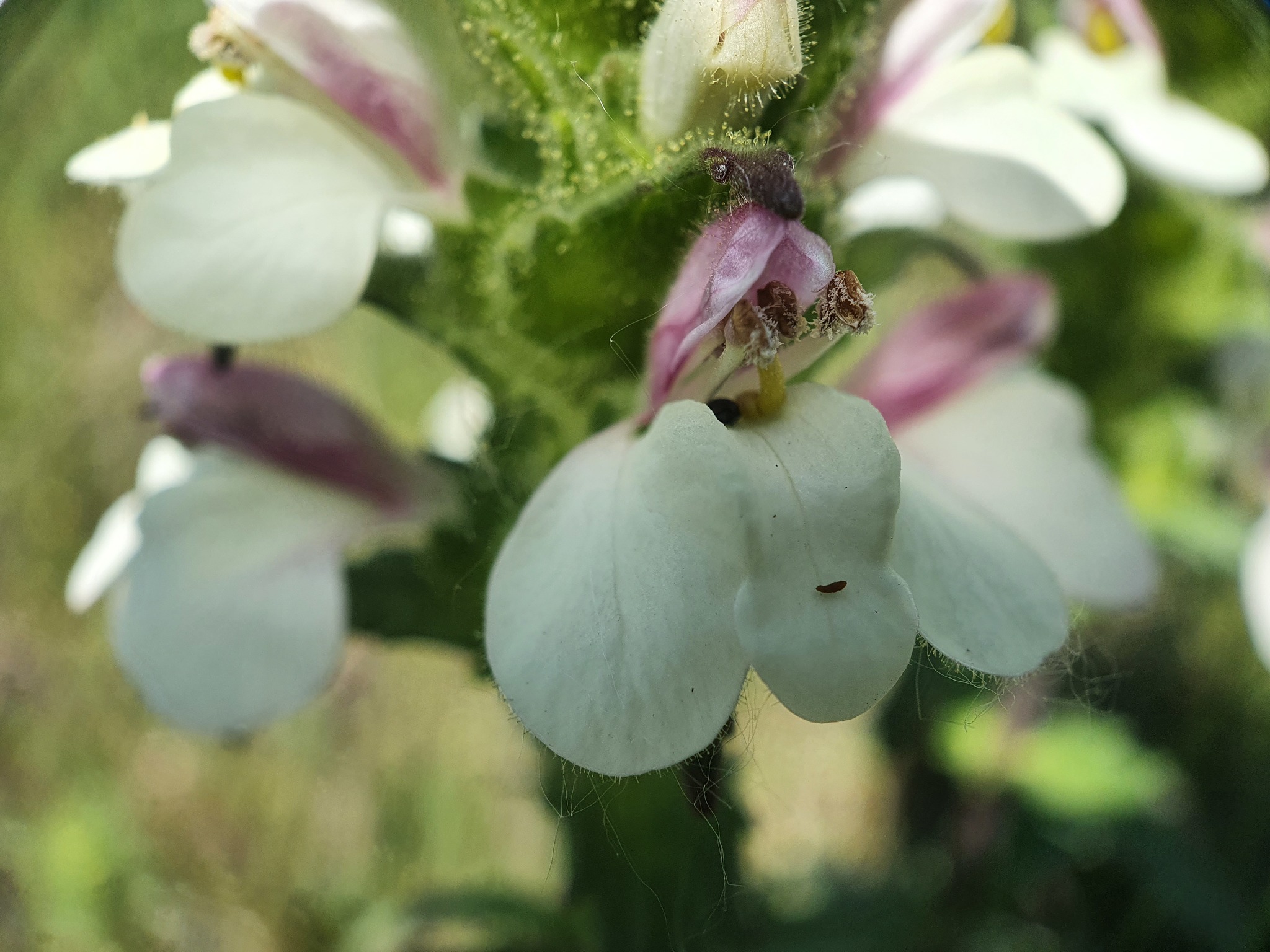 Photo of Mediterranean lineseed (9/10)