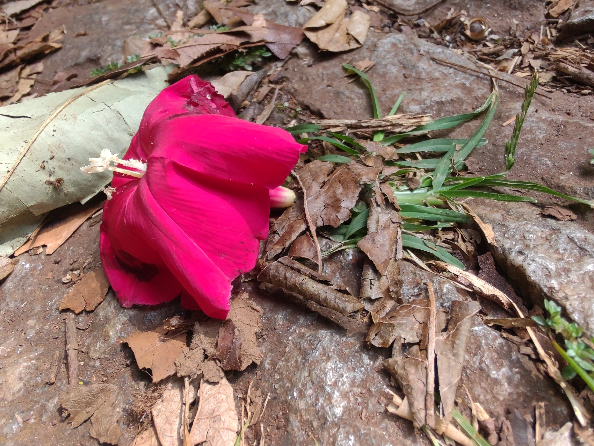 Photo of Cardinal creeper (8/12)