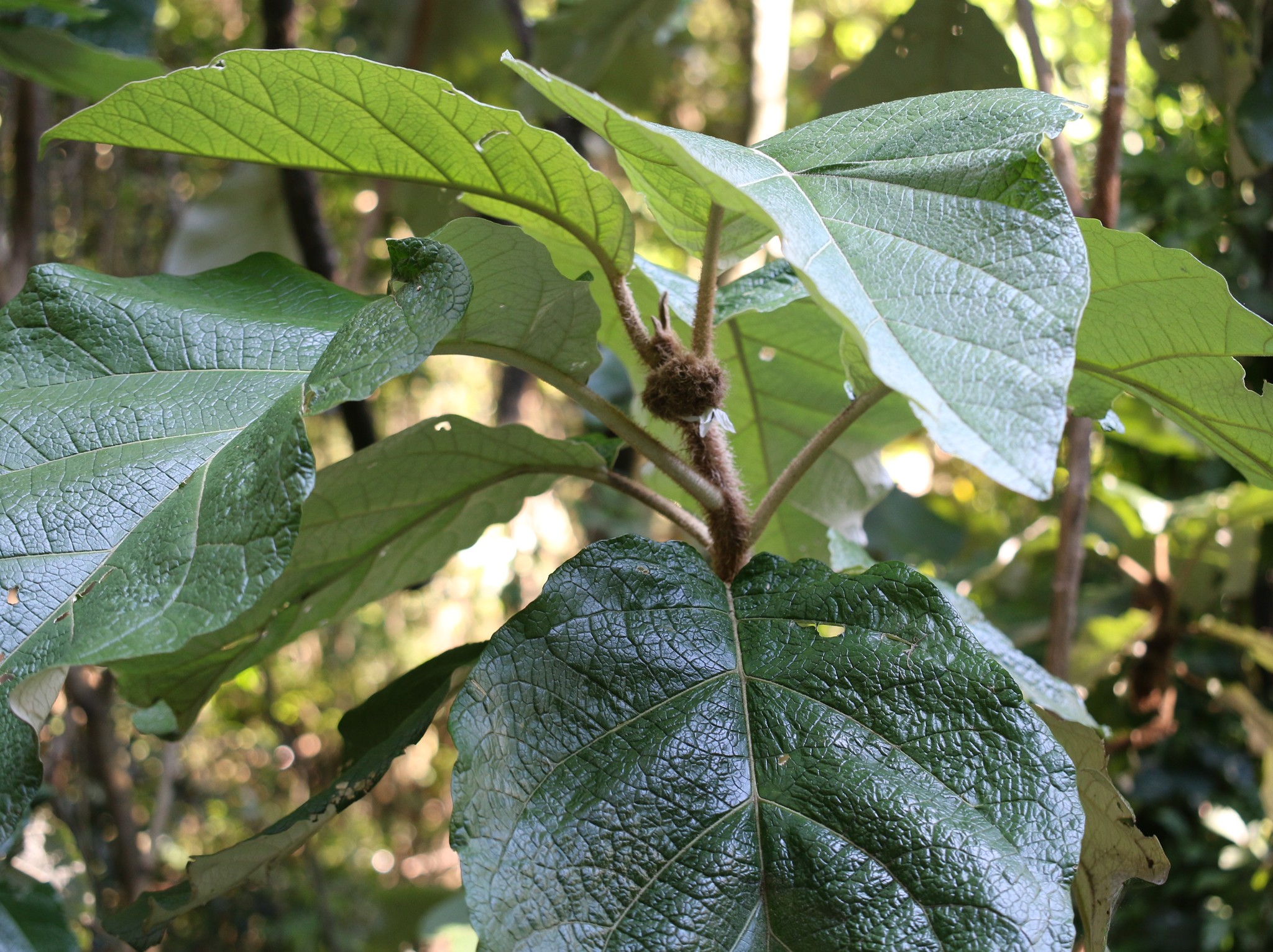 Photo of Solanum cernuum (4/7)