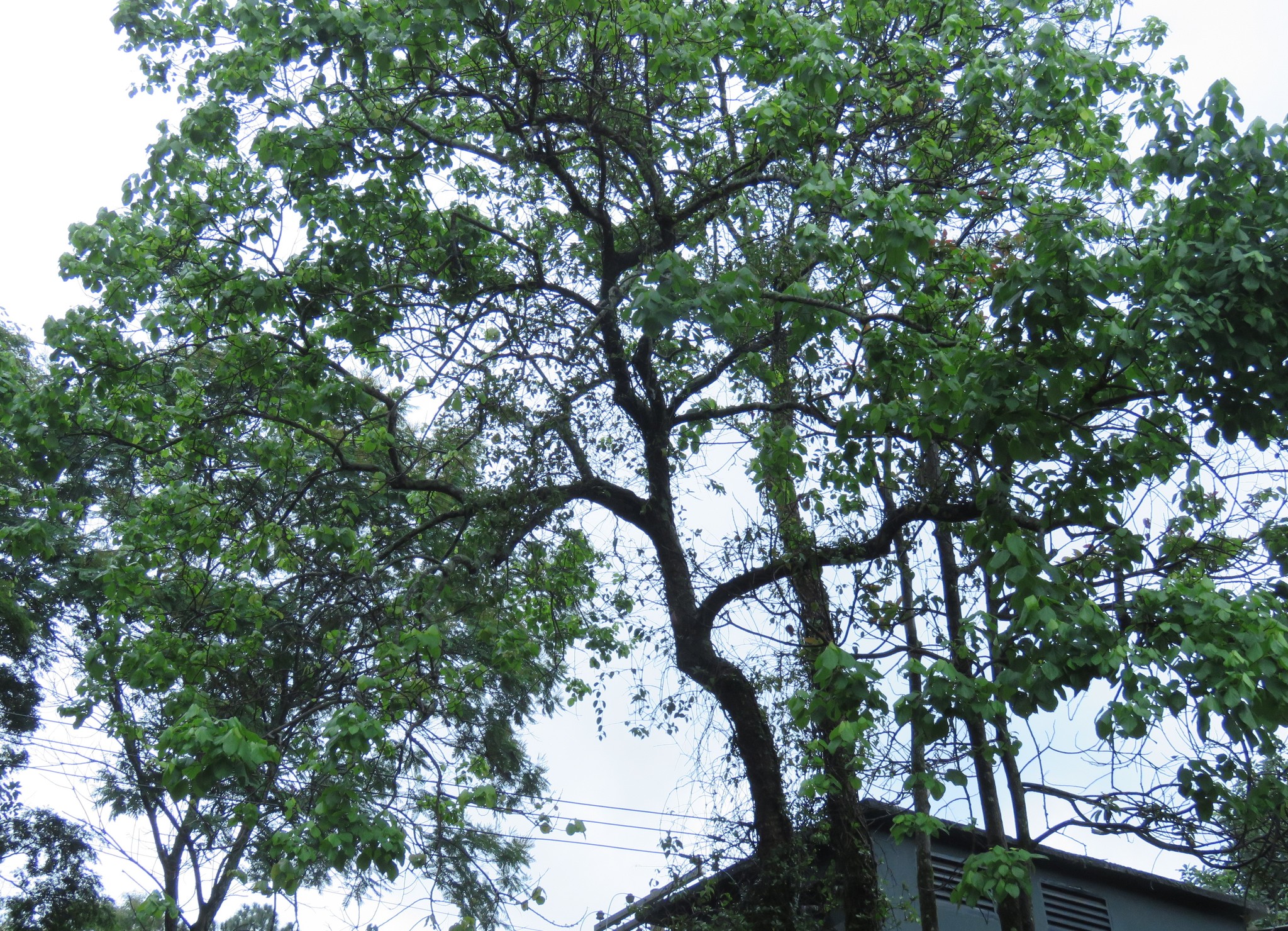 Photo of Magnoliopsida (3/7)