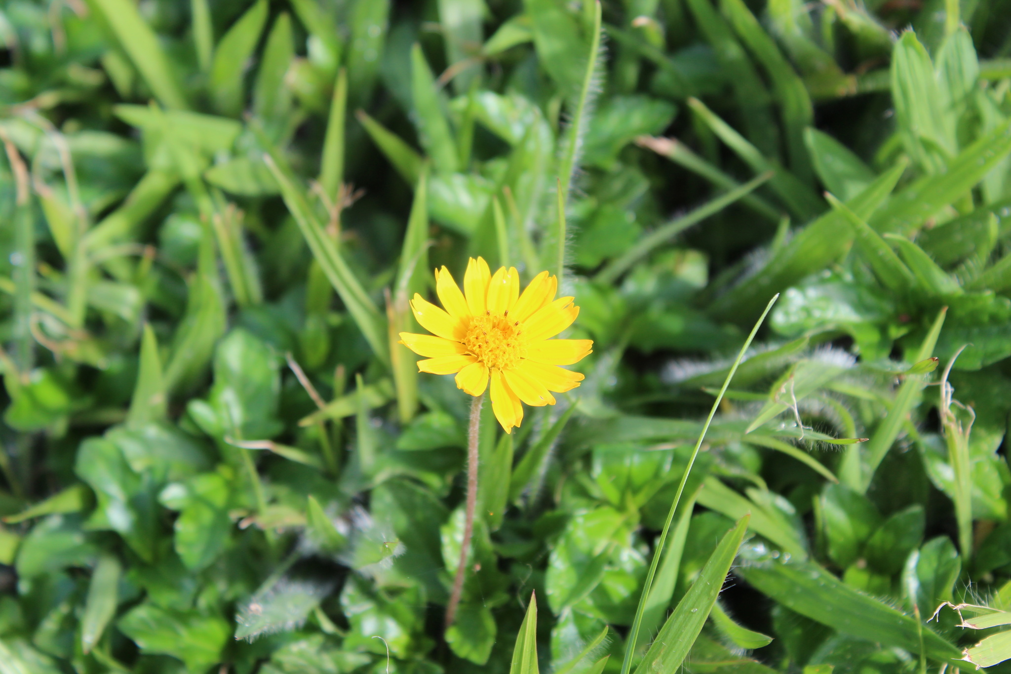Photo of Trailing Daisy (7/11)