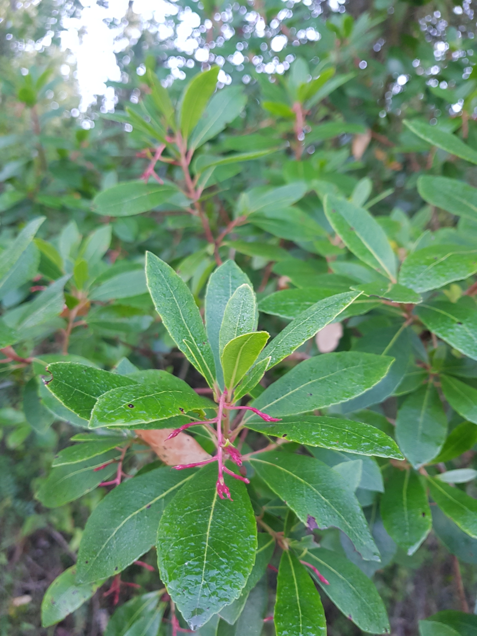 Photo of strawberry tree (2/10)