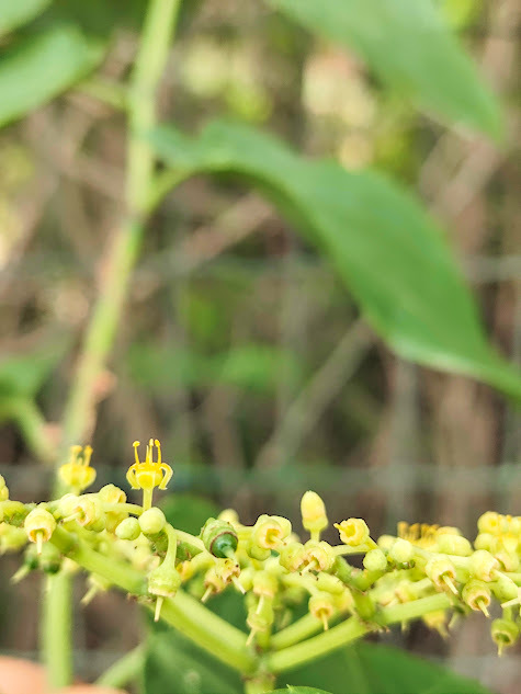Photo of Possum grape (3/12)