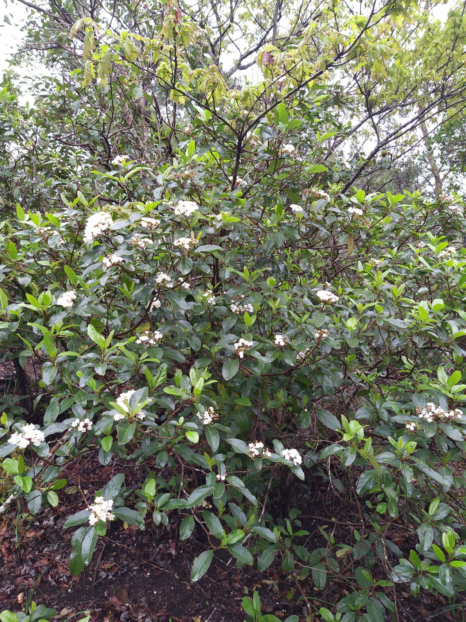 Photo of Laurustinus viburnum (11/12)