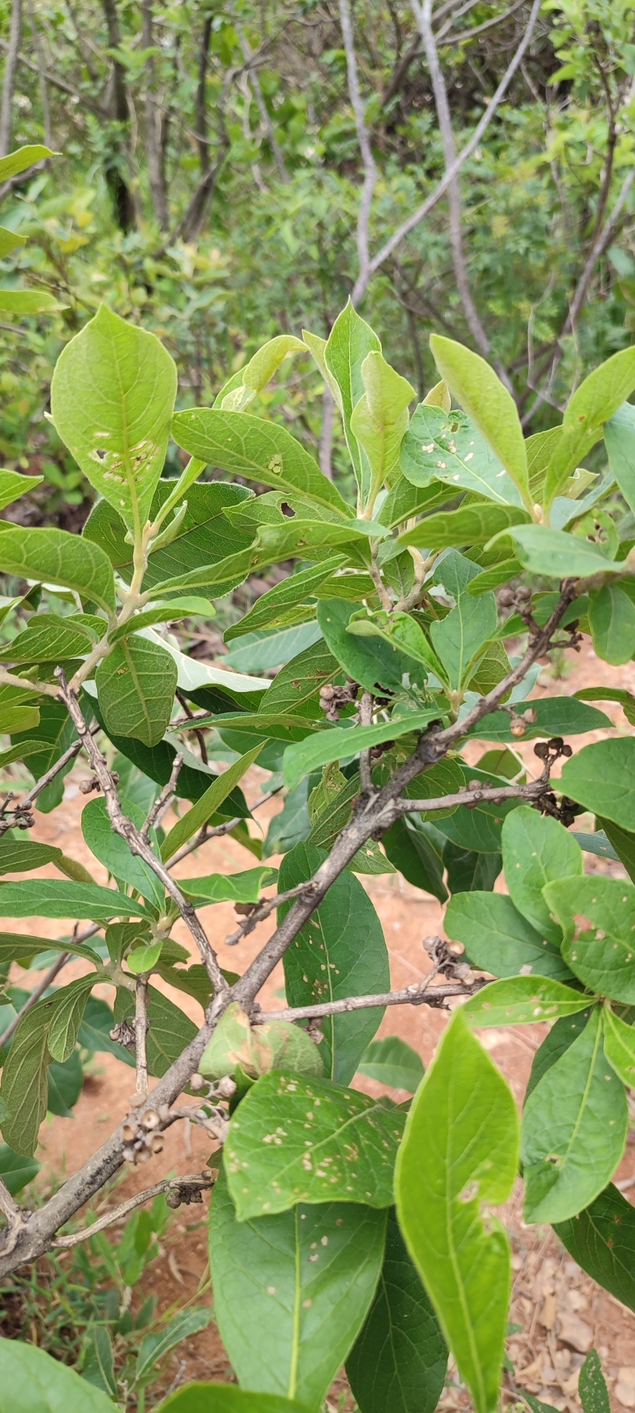 Photo of Aegiphila (5/7)