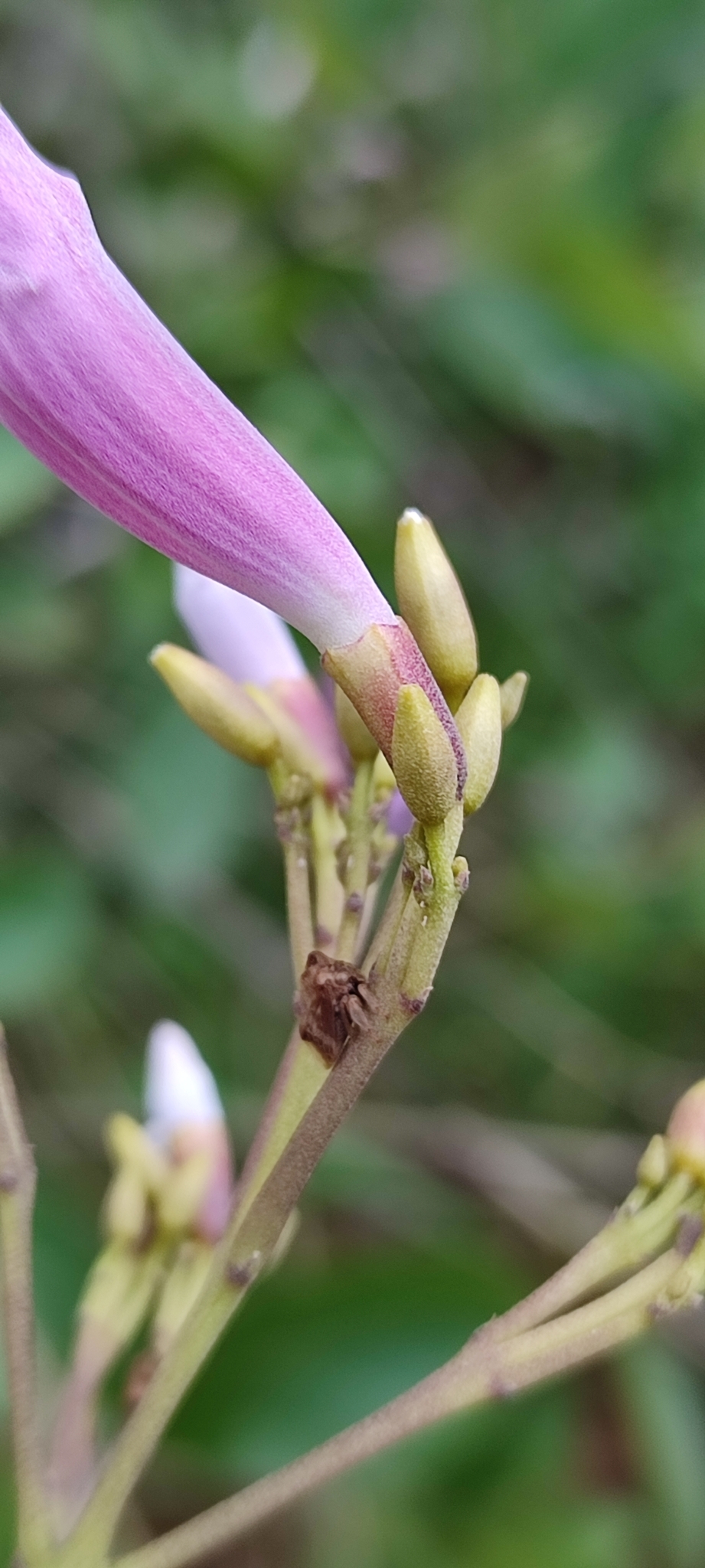 Photo of Cuspidaria pulchra (3/12)