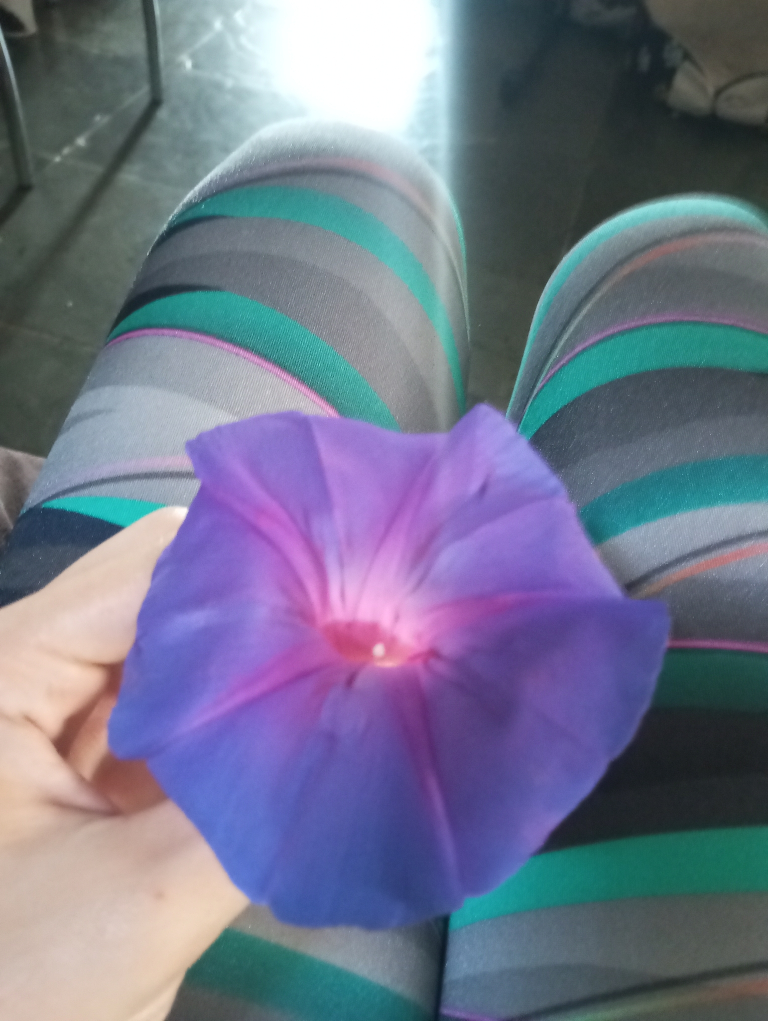 Photo of oceanblue morning glory (3/8)