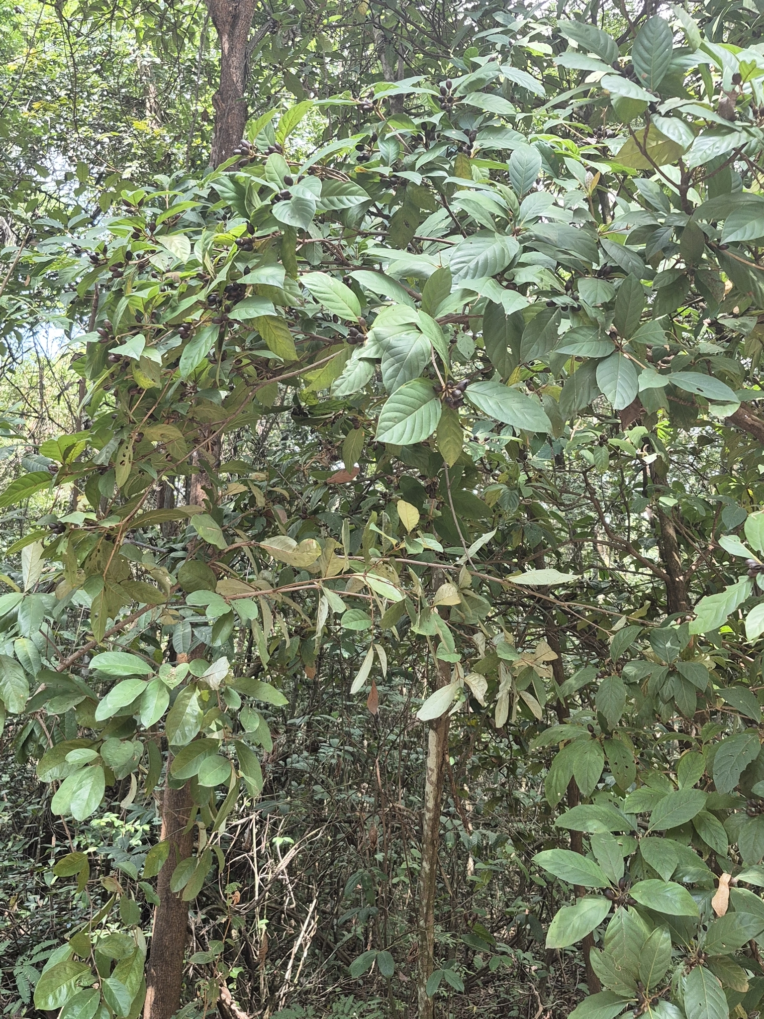 Photo of Amaioua guianensis (2/9)