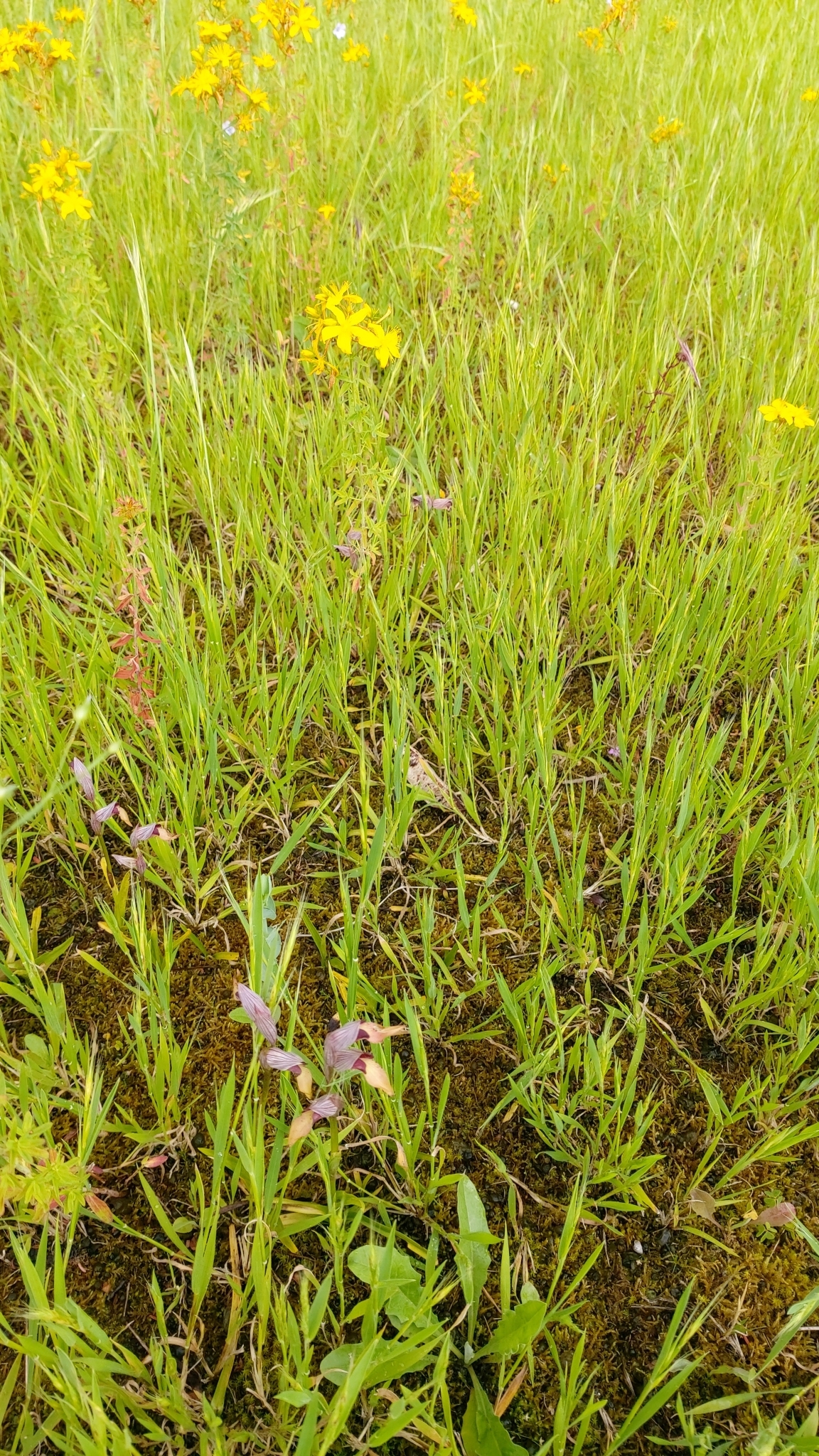 Photo of Tongue Orchid (11/12)