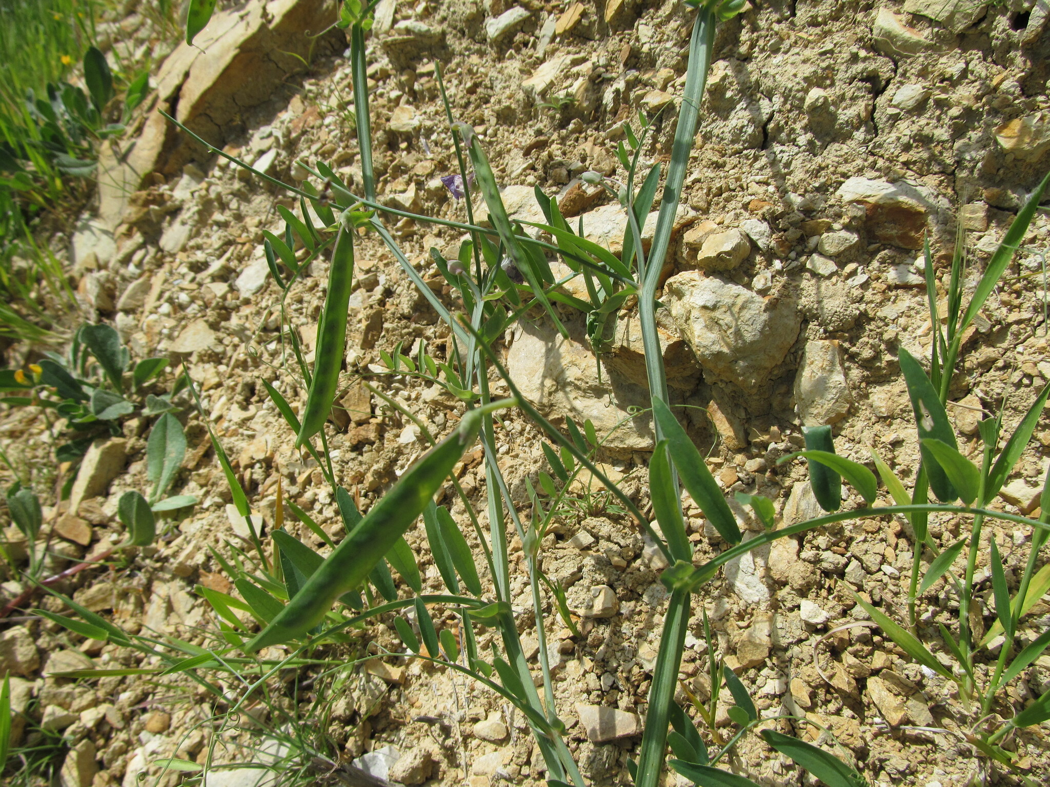 Photo of Crimson Pea (5/12)
