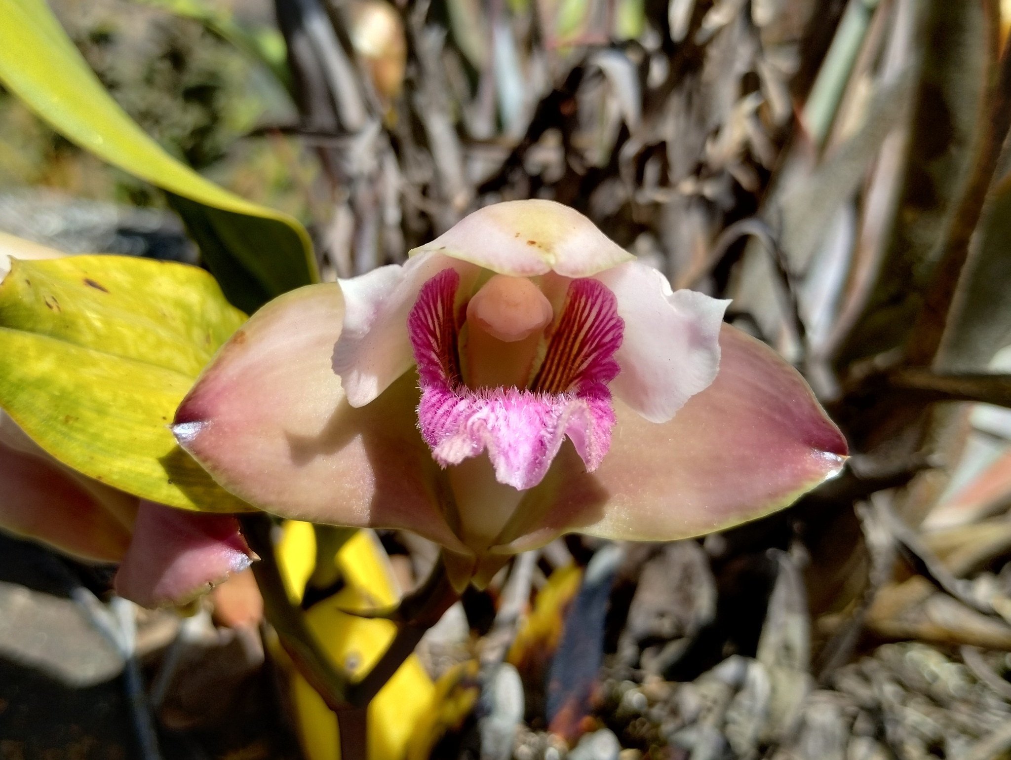 Photo of Bifrenaria harrisoniae (3/10)