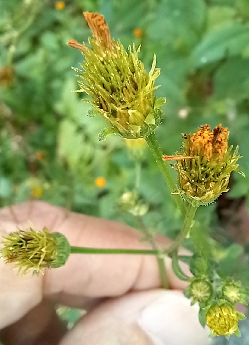 Photo of Hairy Beggarticks (5/6)