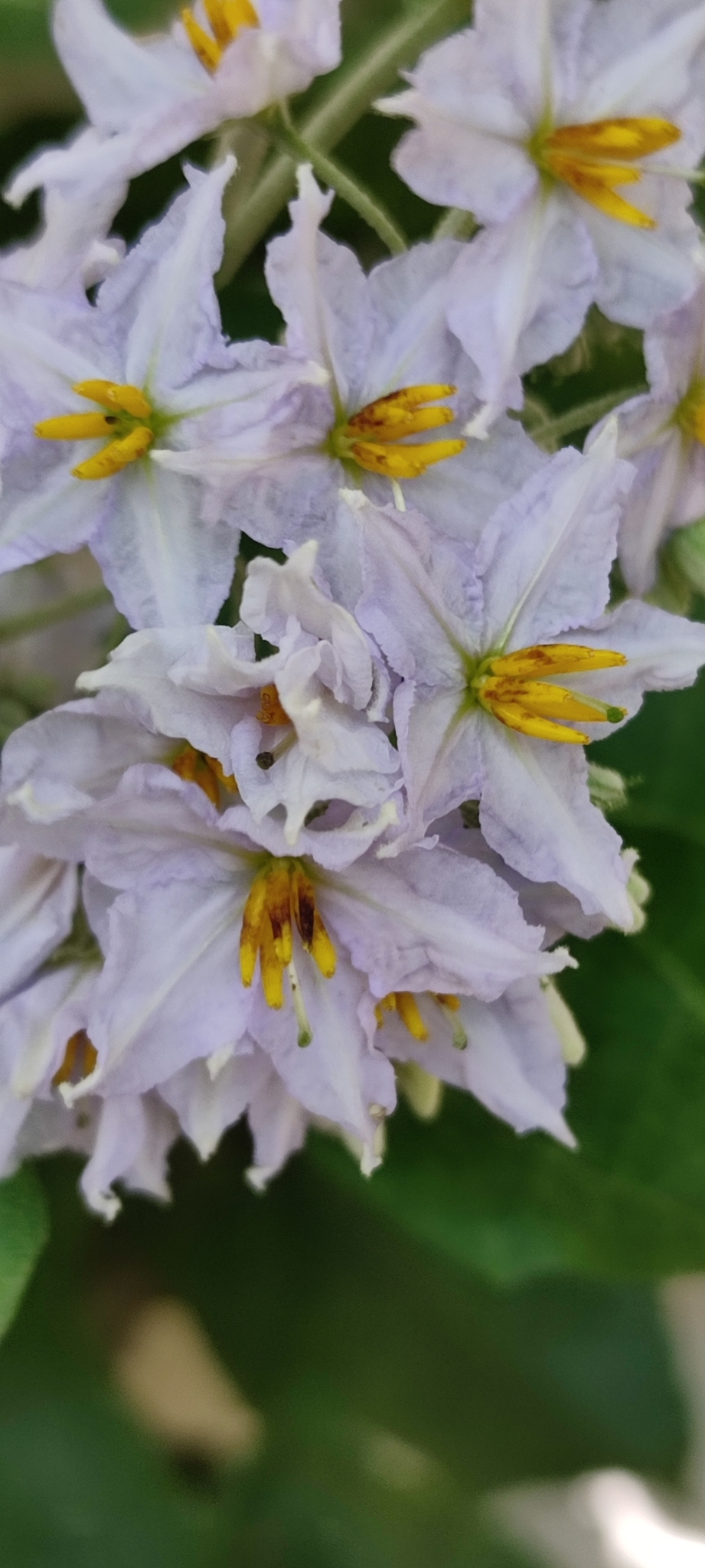 Photo of Solanum paniculatum (7/13)