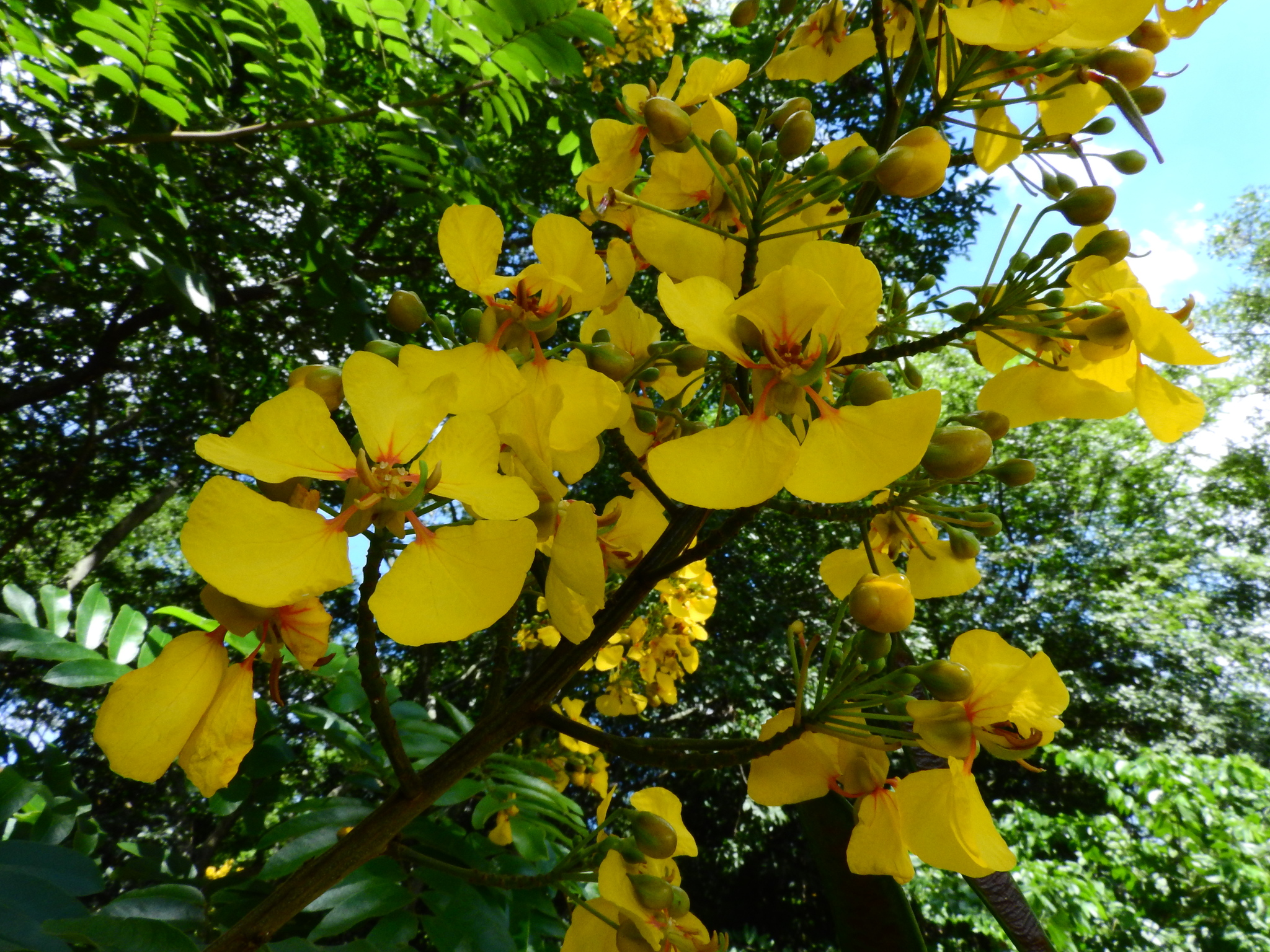 Photo of Senna silvestris (9/12)