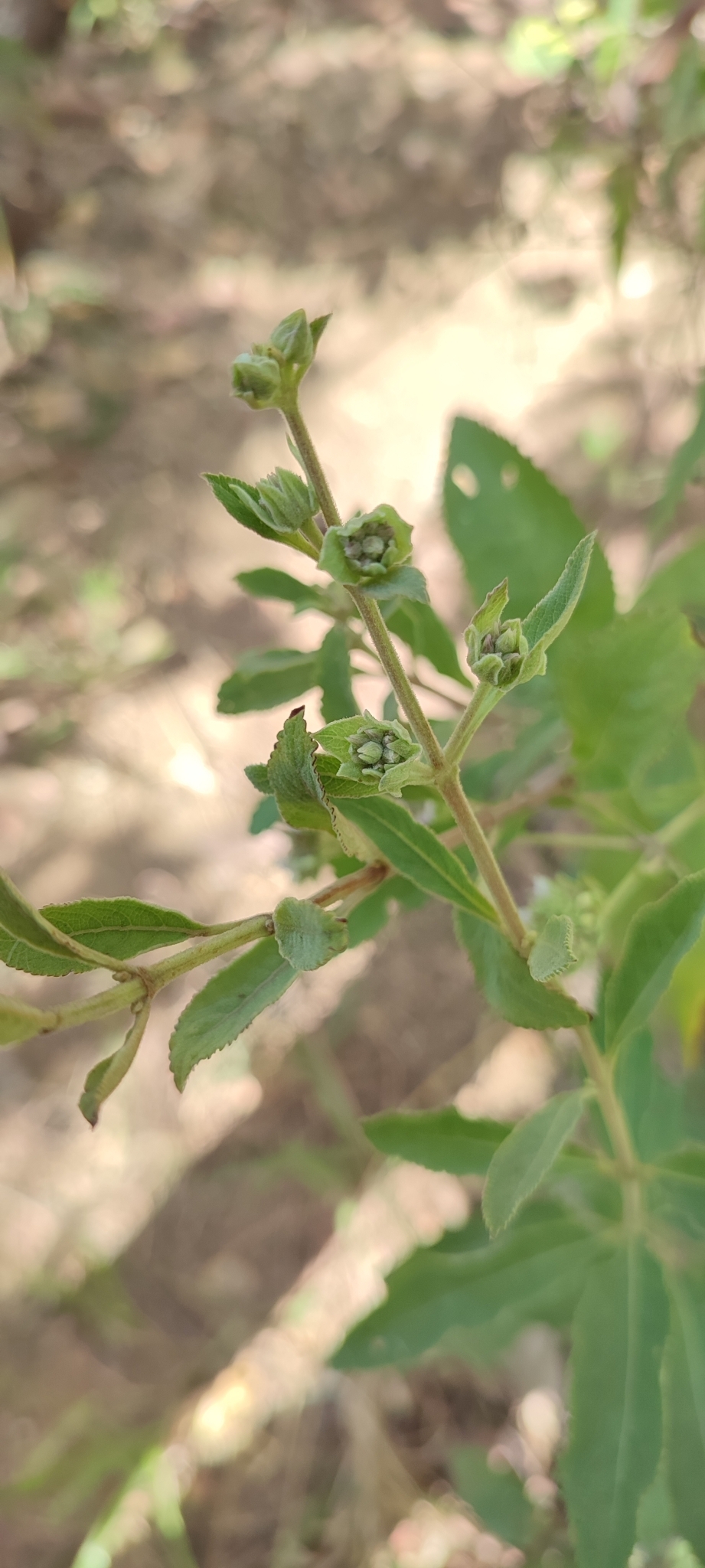 Photo of Hyptis marrubioides (6/12)