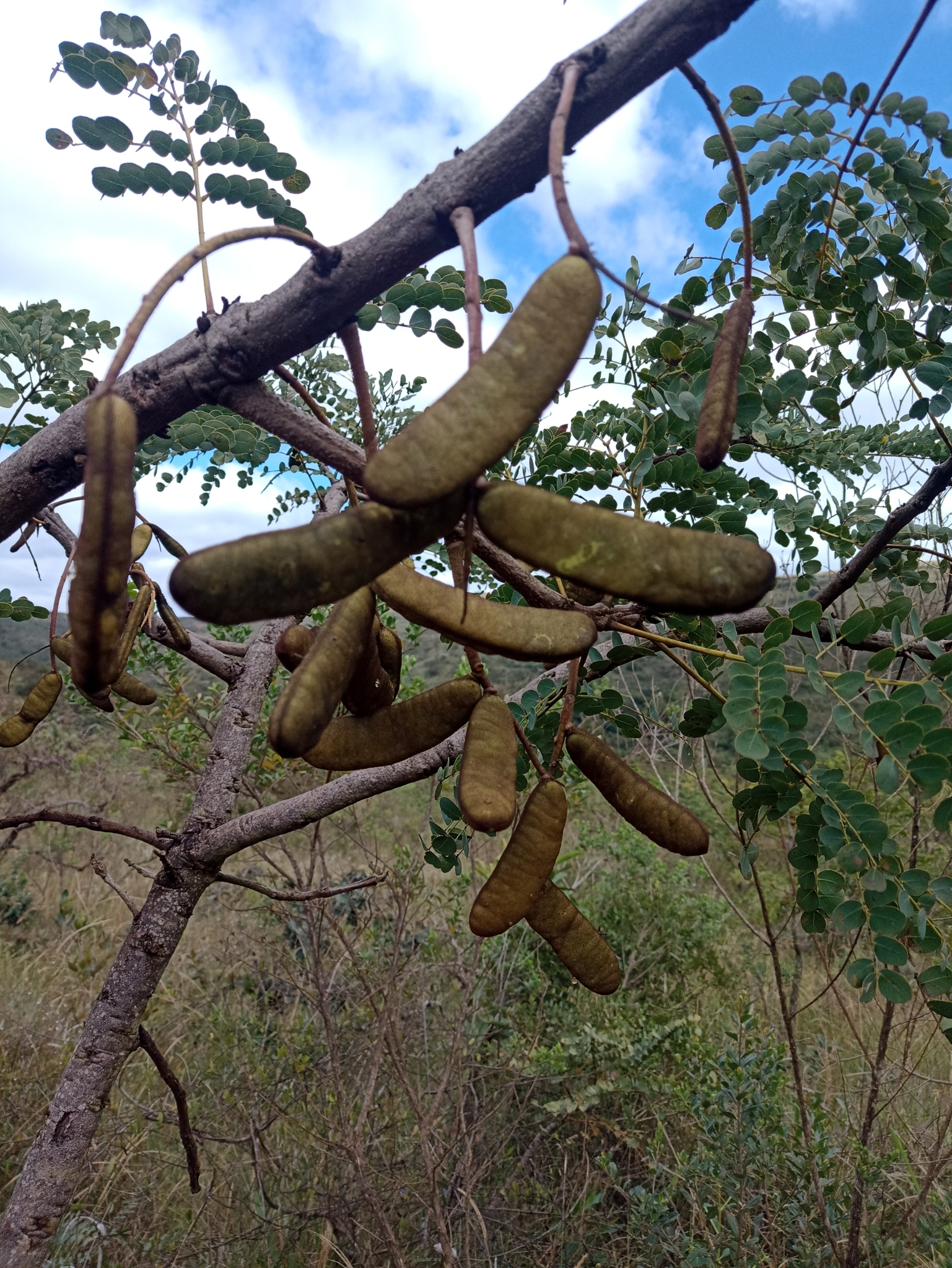 Photo of Stryphnodendron adstringens (2/9)