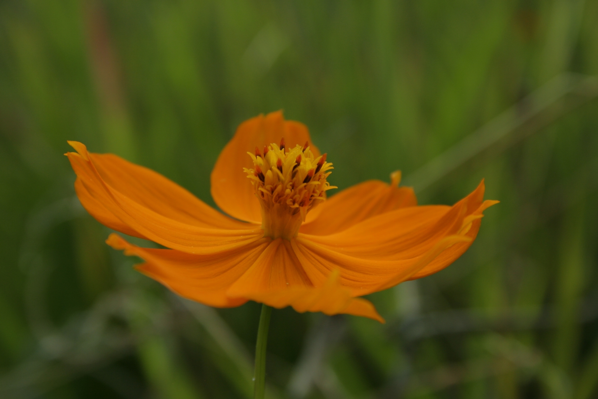 Photo of Yellow Cosmos (6/12)
