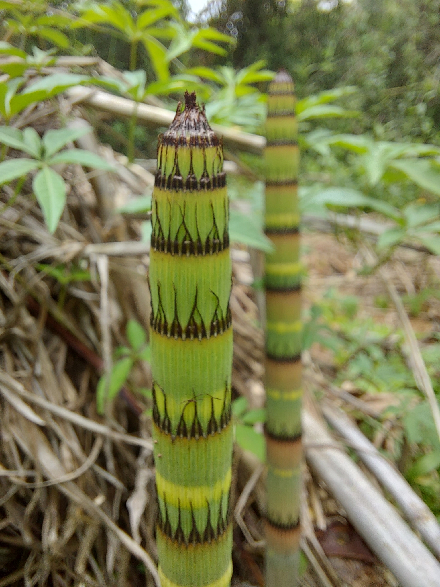 Photo of Equisetum (1/6)