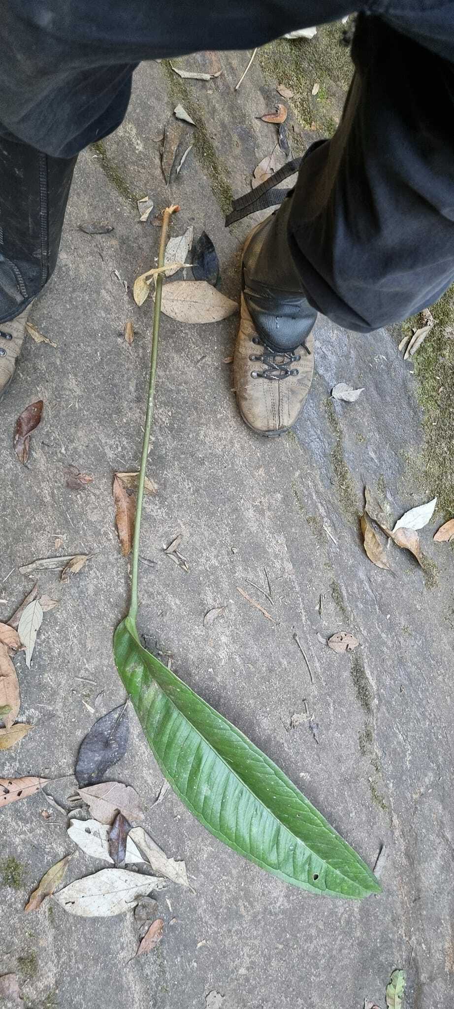 Photo of Anthurium (5/6)
