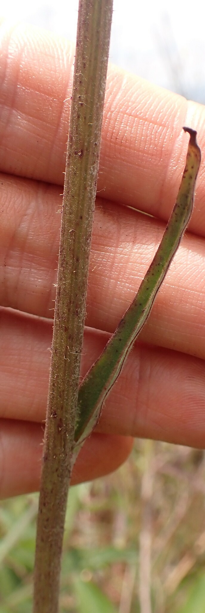 Photo of Hieracium (6/7)