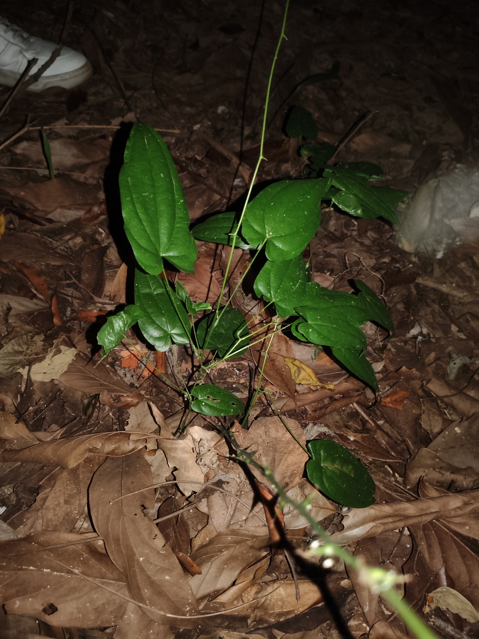 Photo of Dioscorea (3/7)
