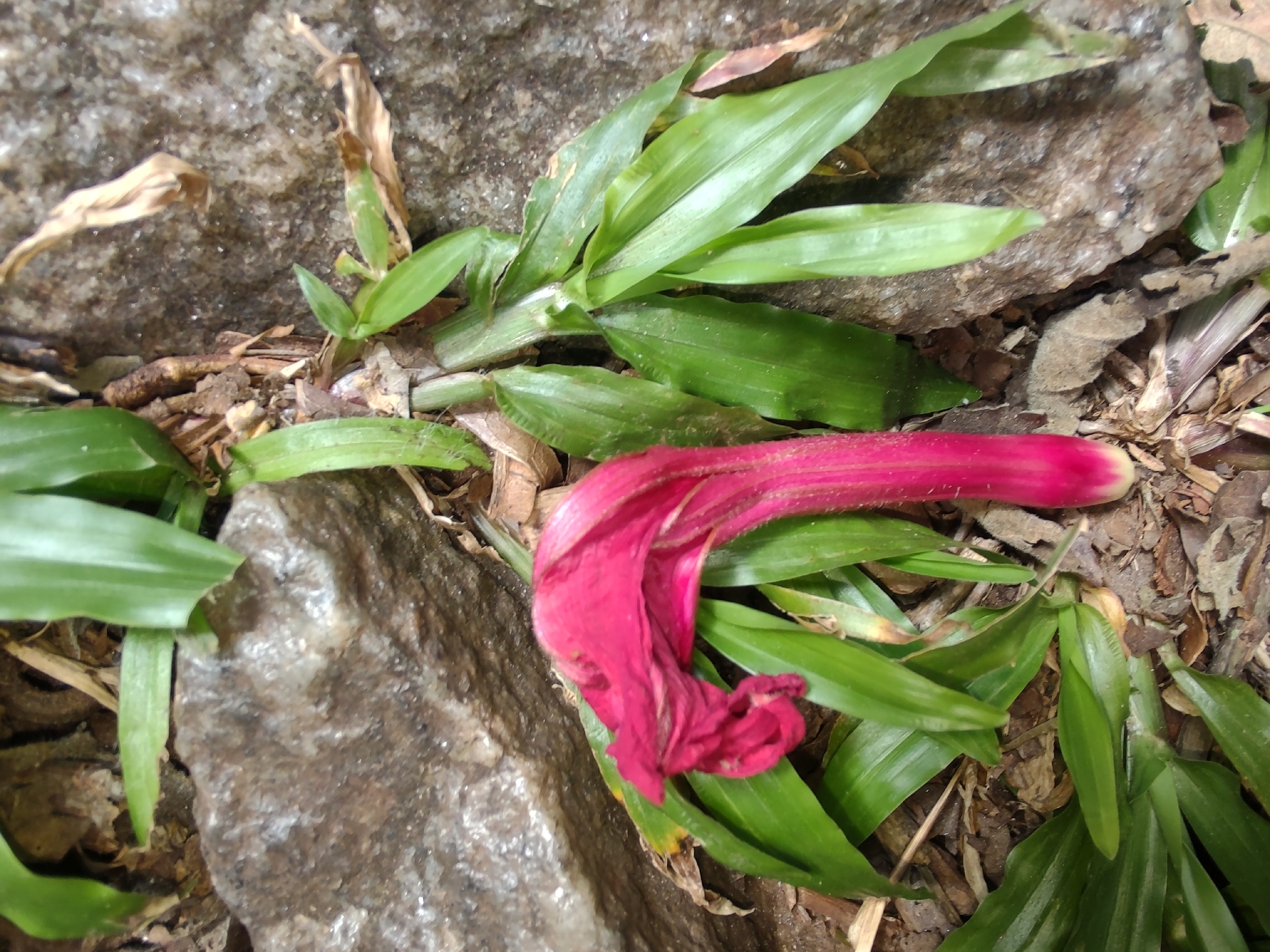 Photo of Cardinal creeper (3/12)