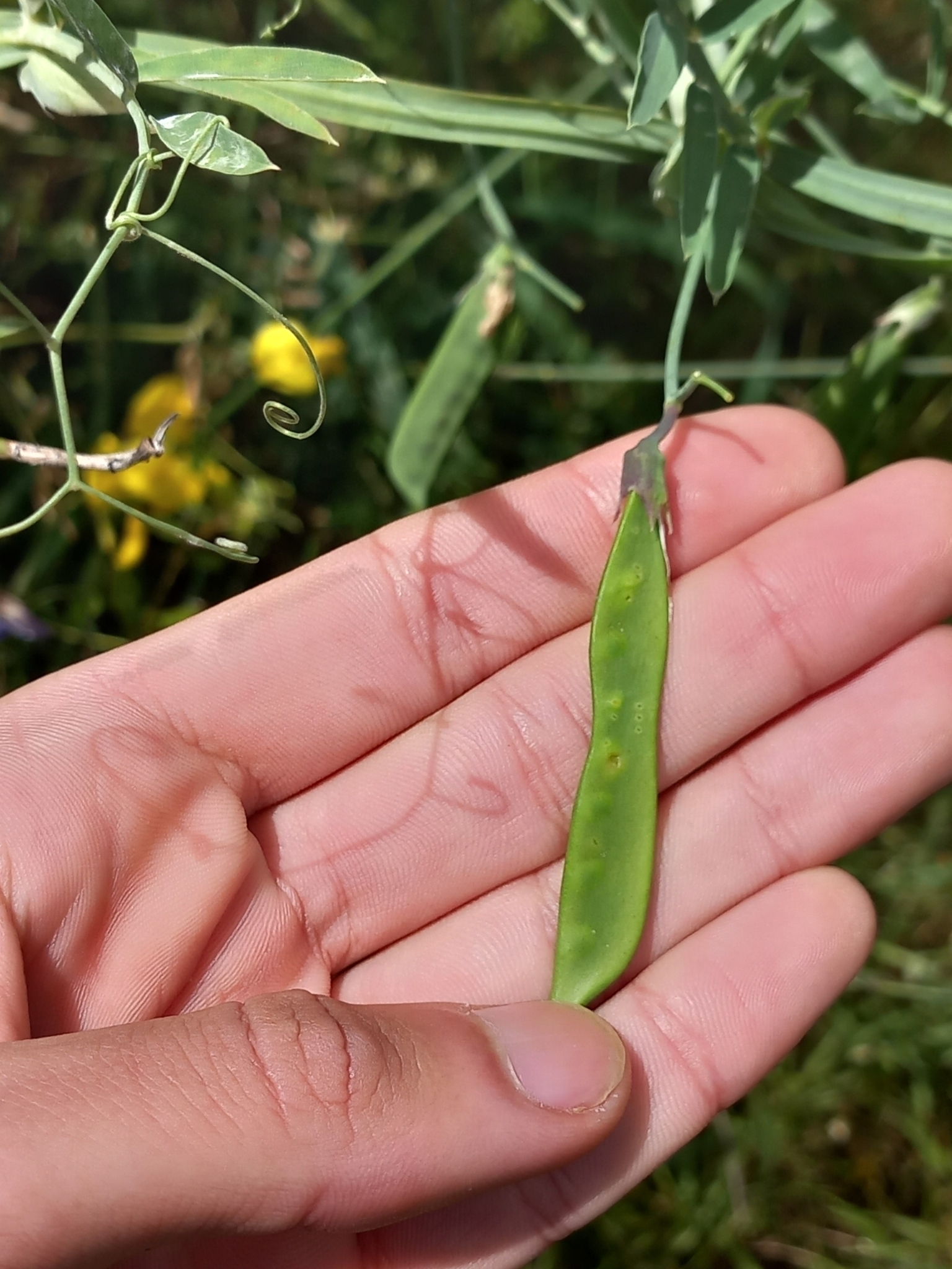 Photo of Crimson Pea (7/12)