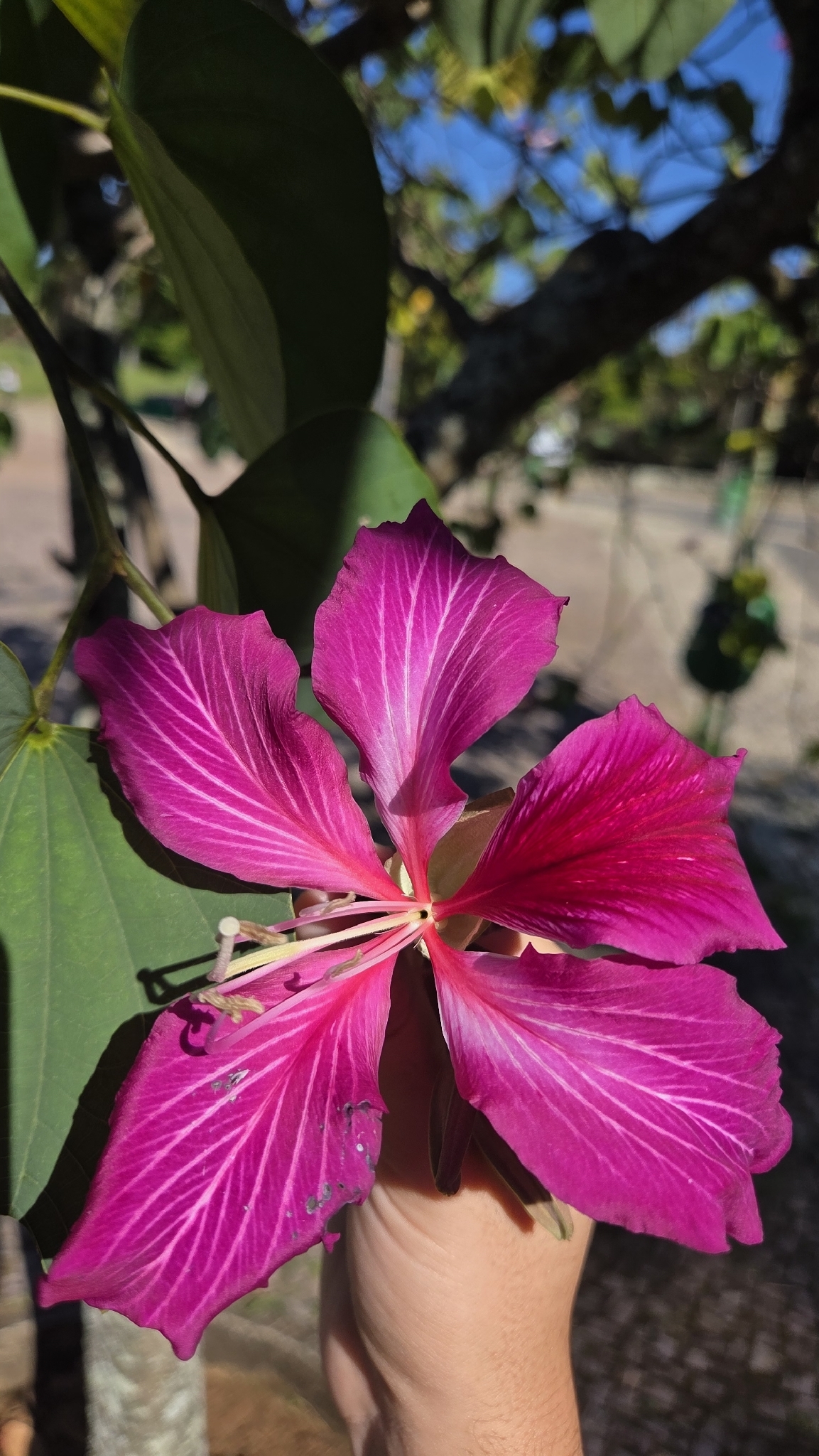 Photo of Brazilian orchid tree (7/7)