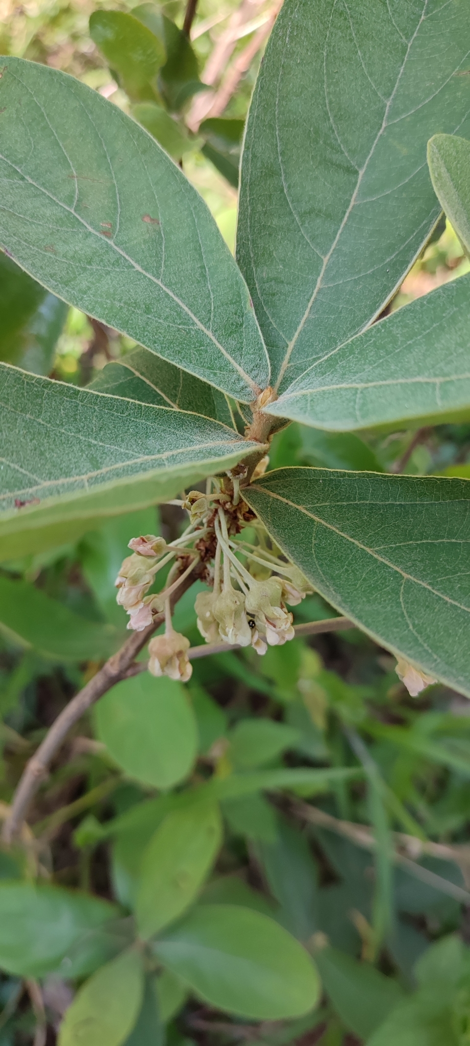Photo of Pterandra pyroidea (3/8)
