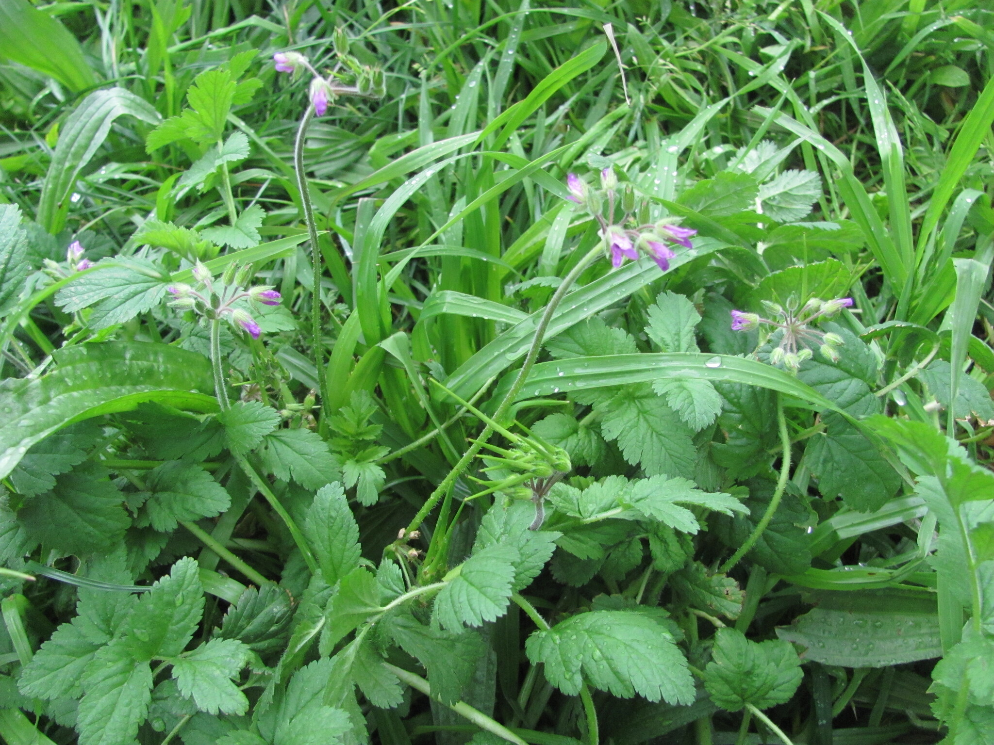 Photo of musk stork's-bill (3/7)