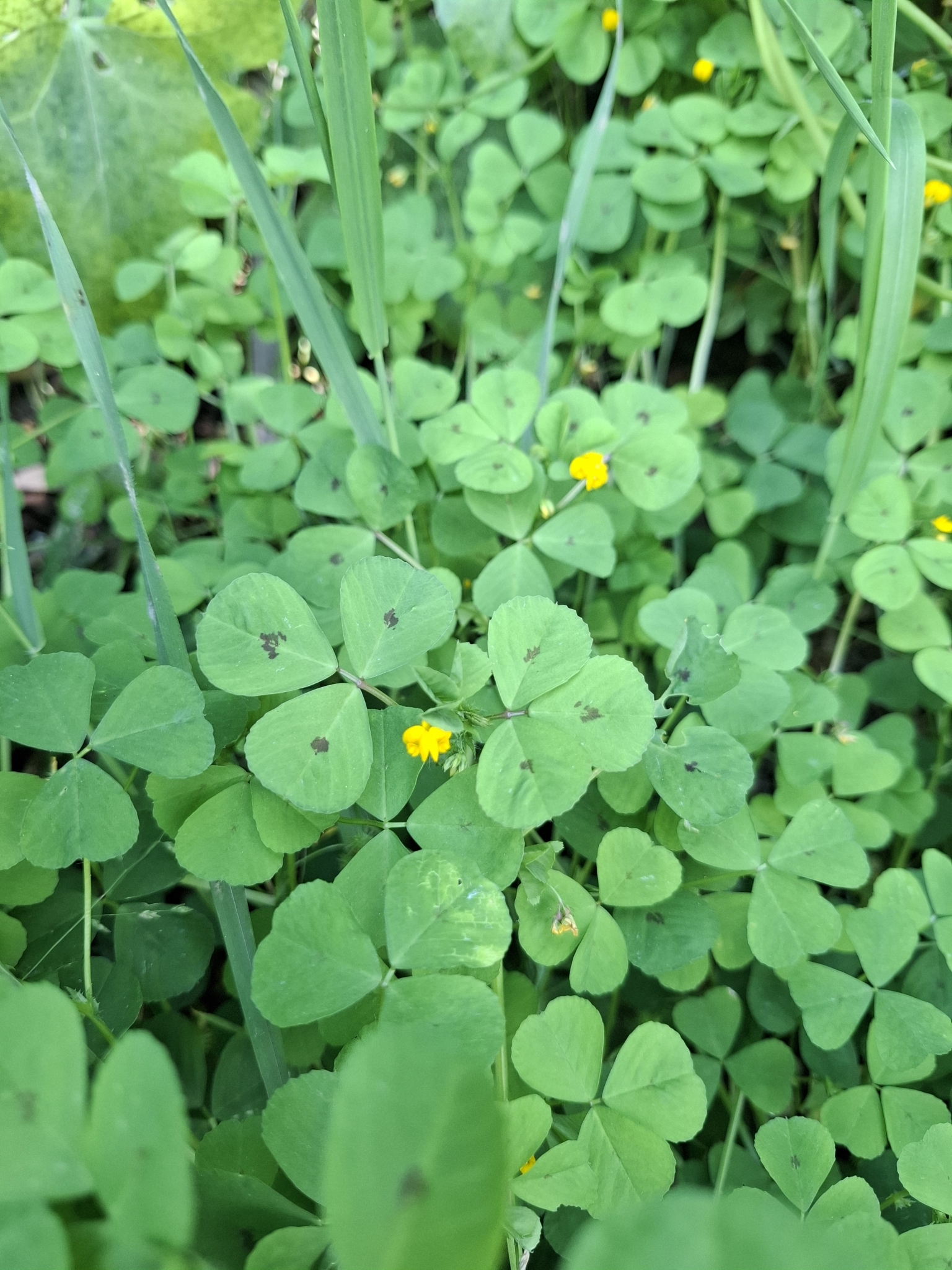 Photo of Spotted medick (6/12)