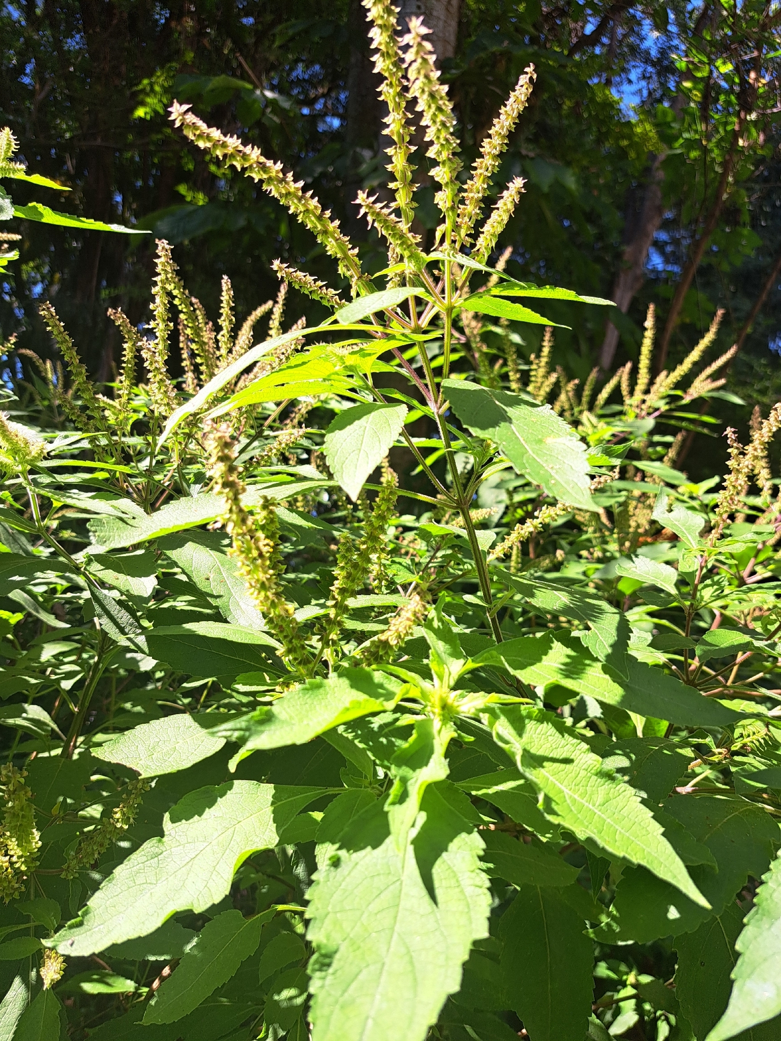 Photo of African Basil (2/6)