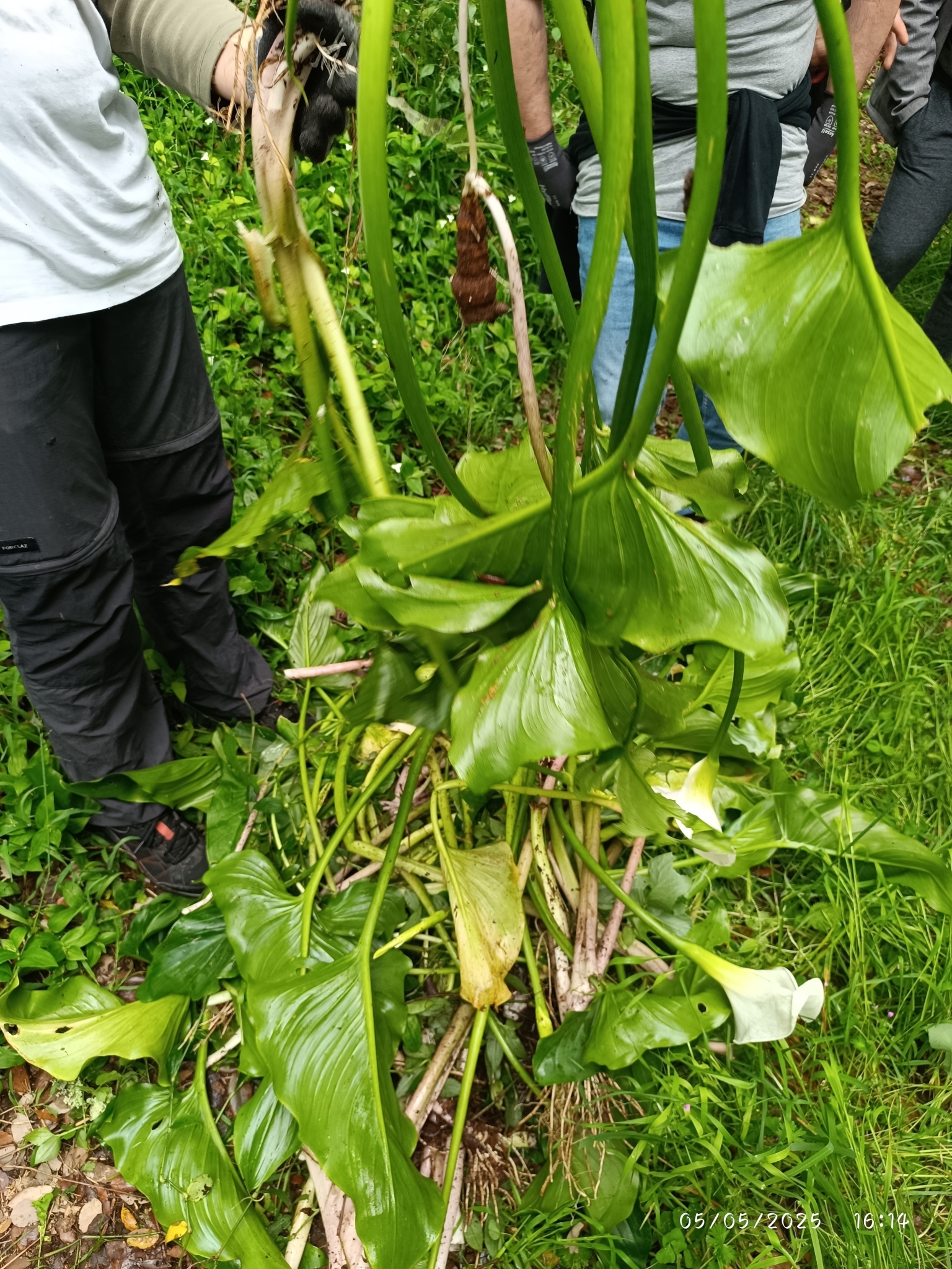 Photo of calla lily (8/12)