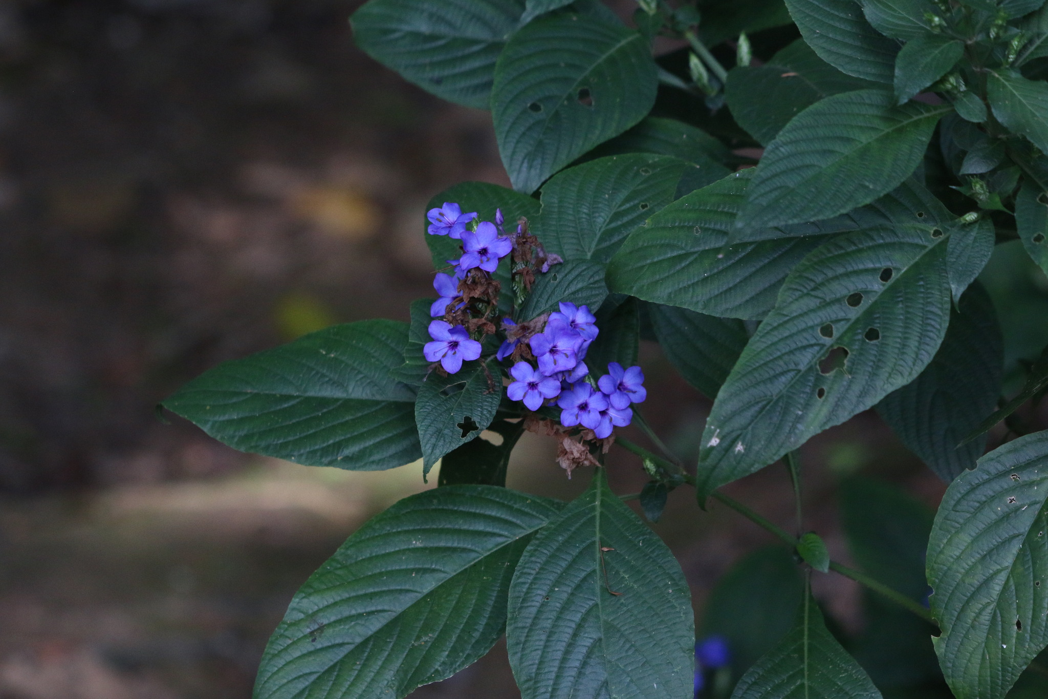 Photo of Blue Eranthemum (5/6)