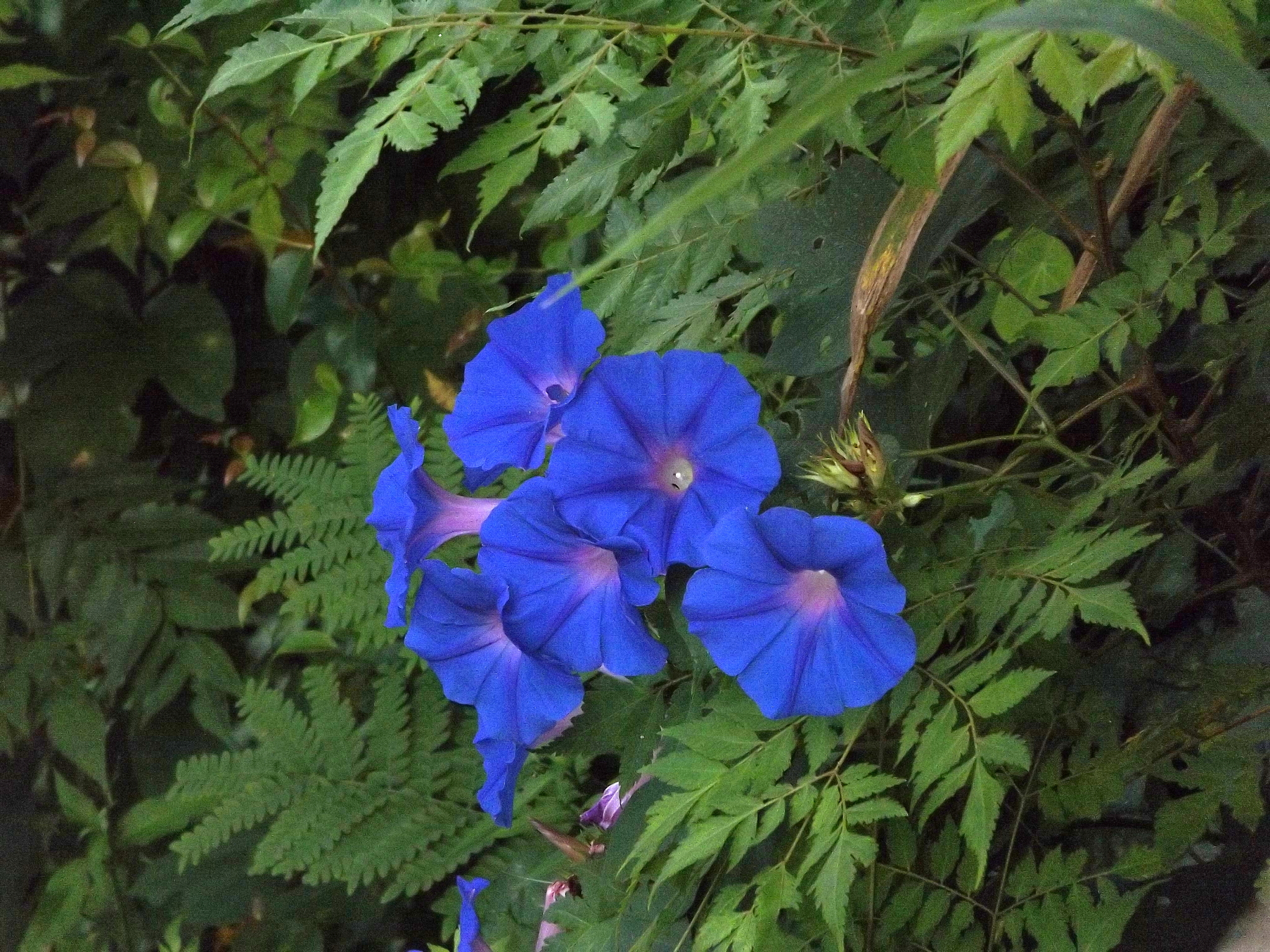 Photo of oceanblue morning glory (8/8)