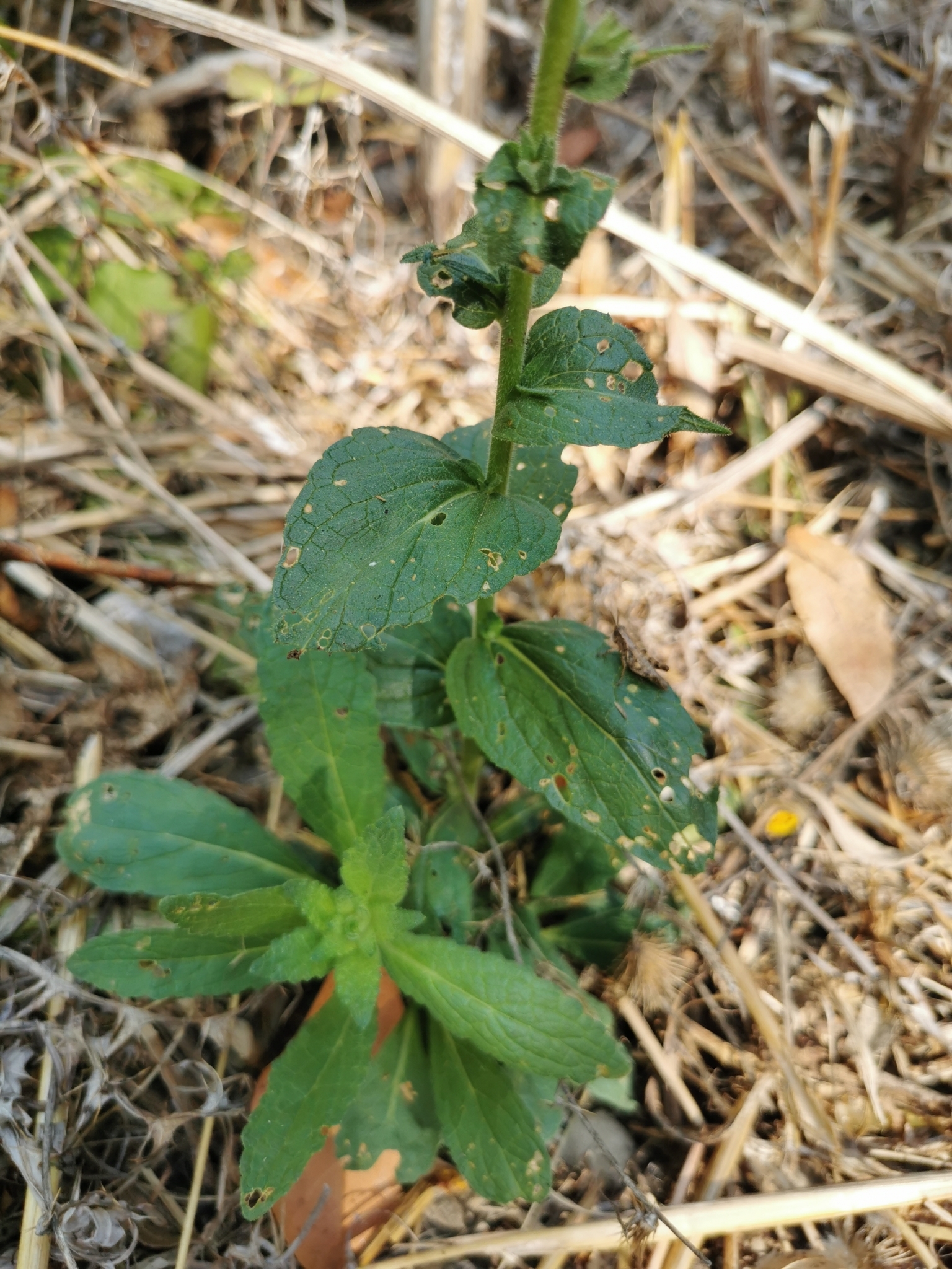 Photo of Wand Mullein (1/8)