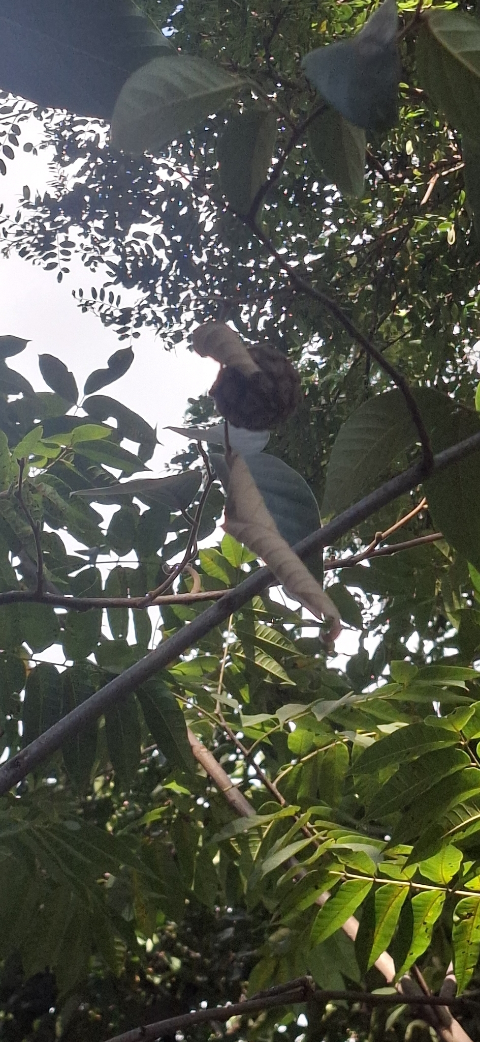 Photo of Annona sylvatica (7/12)