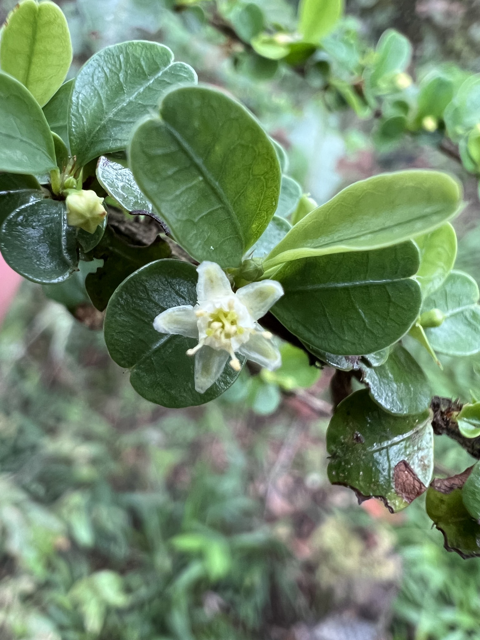 Photo of Erythroxylum (1/8)