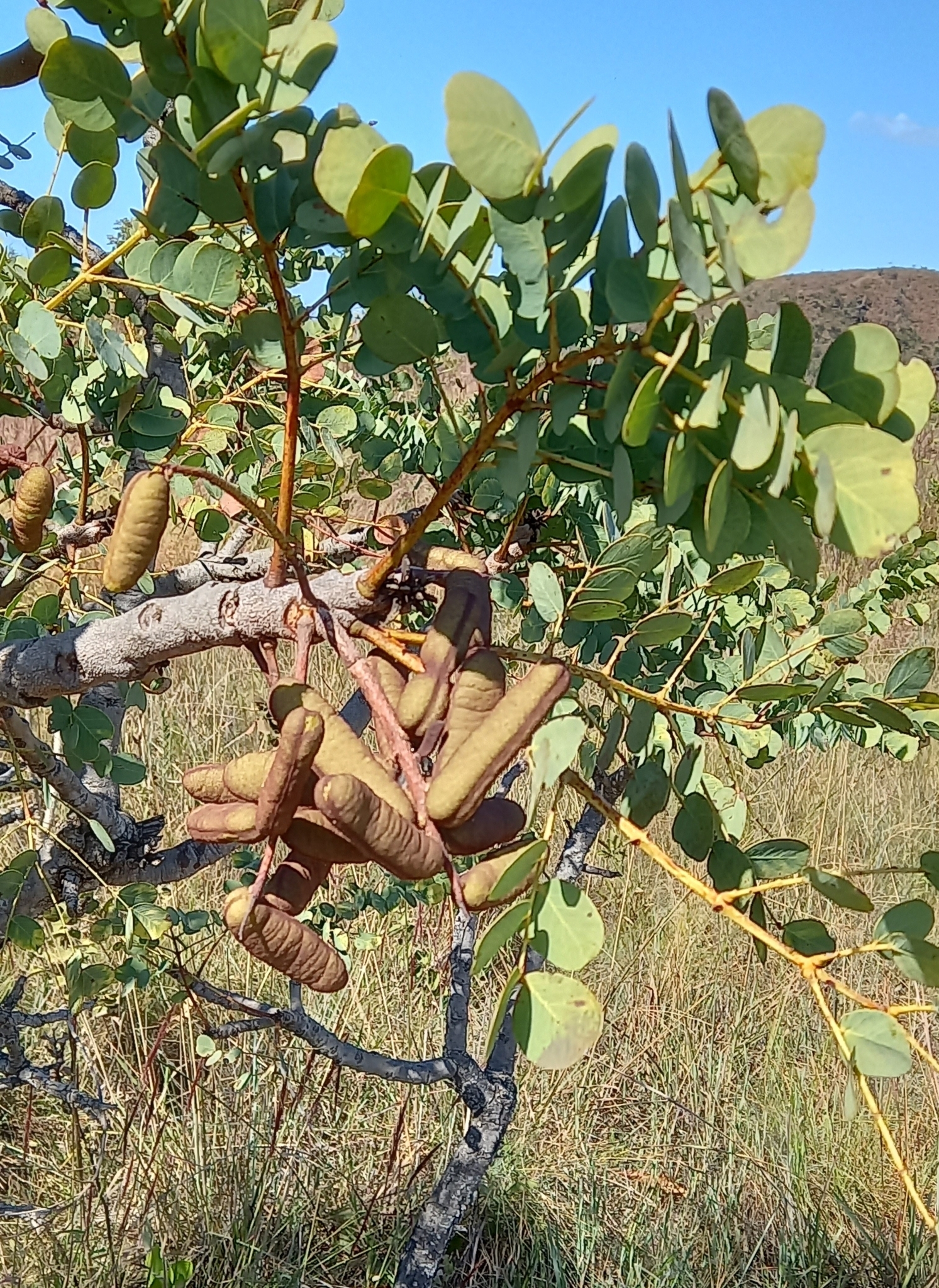 Photo of Stryphnodendron adstringens (8/9)