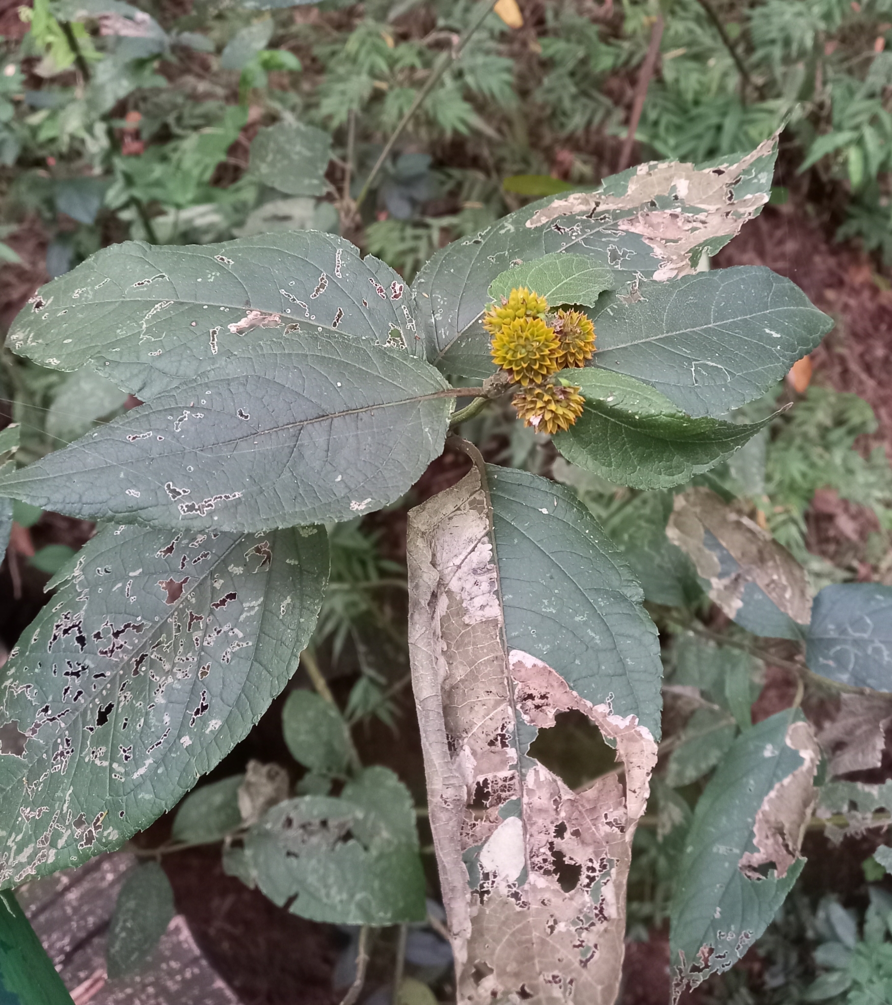 Photo of Tilesia baccata (6/12)