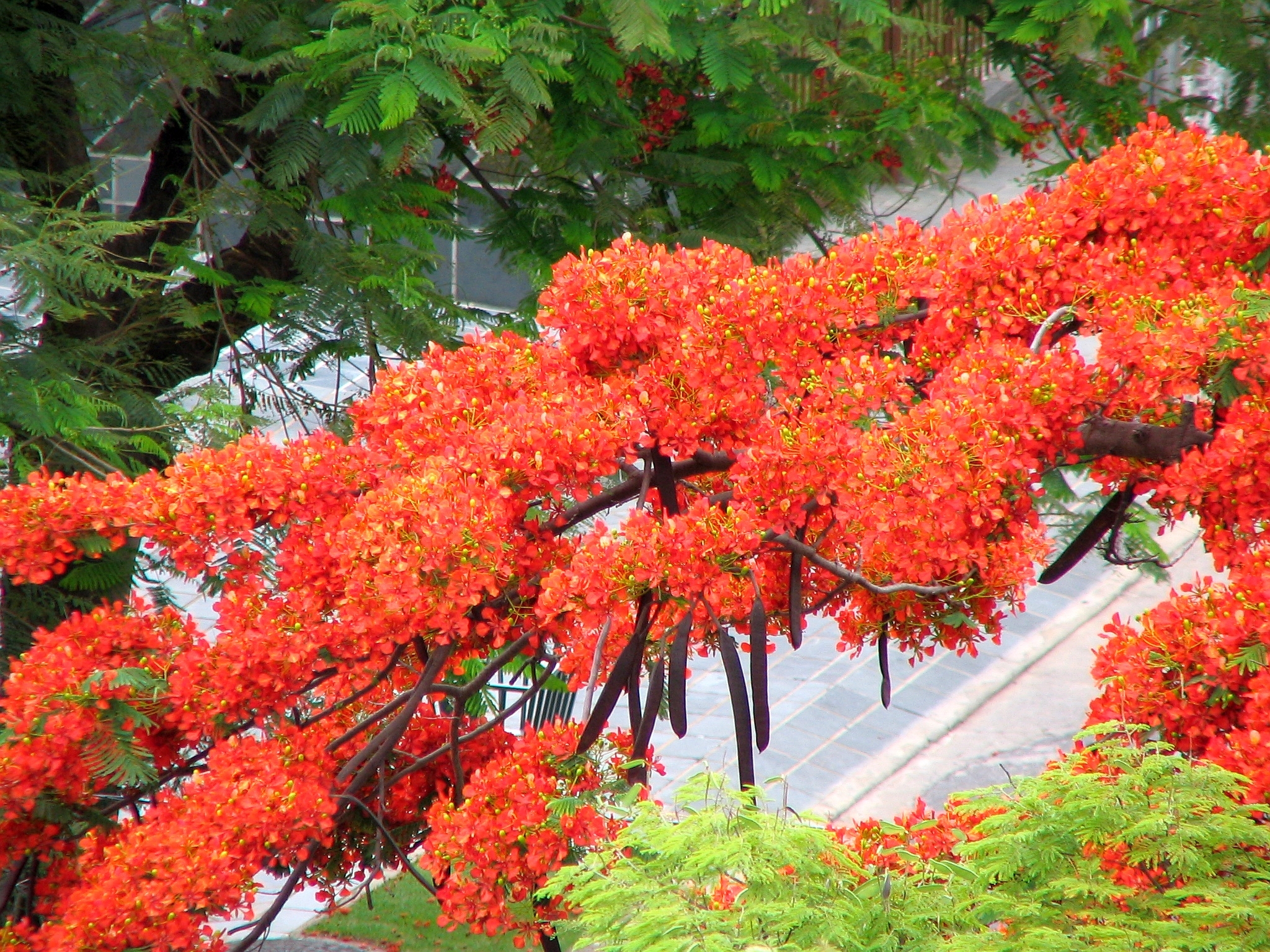 Photo of Flamboyant (12/12)
