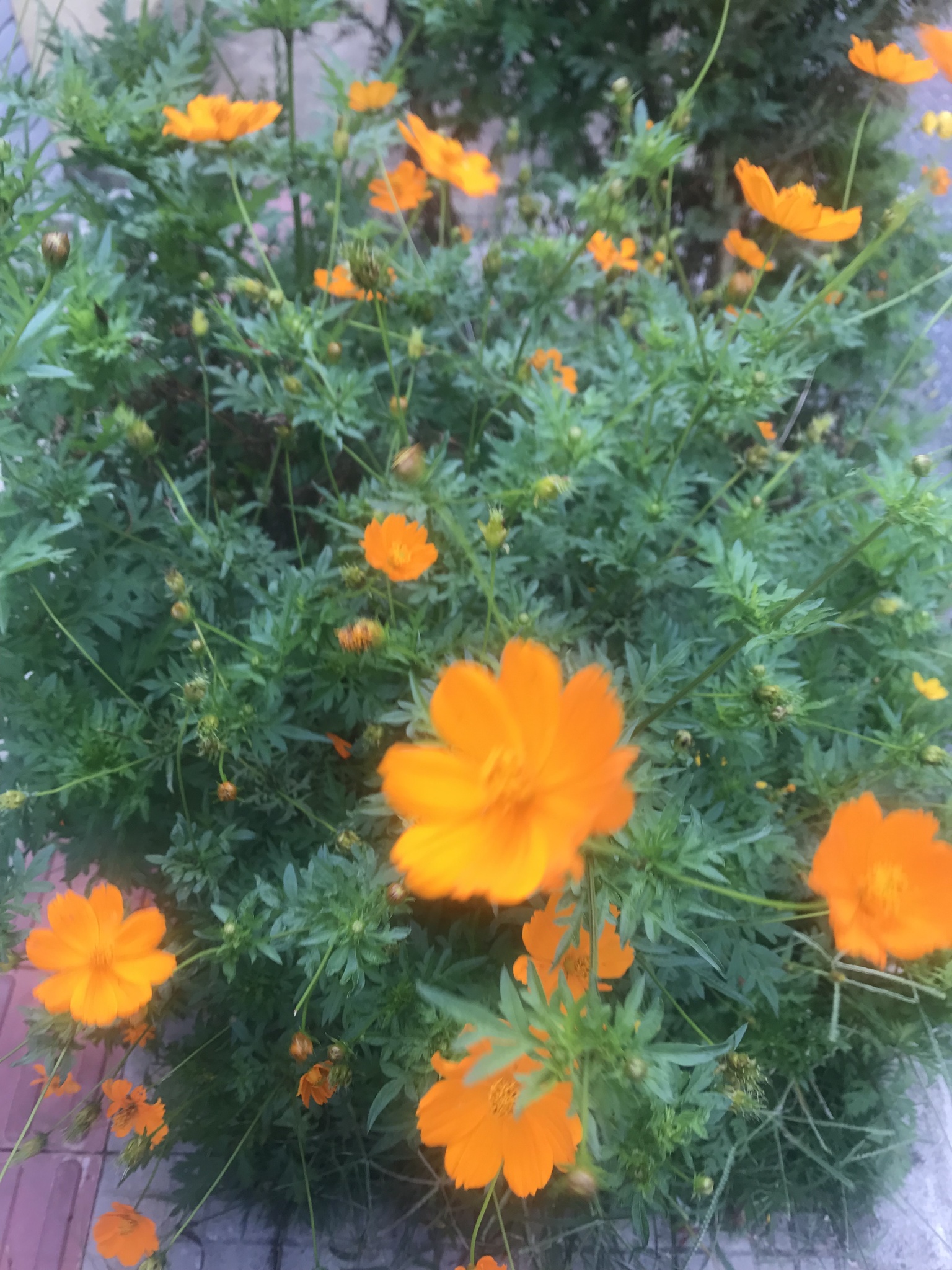 Photo of Yellow Cosmos (12/12)
