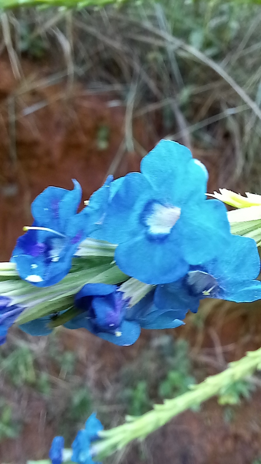 Photo of Stachytarpheta (3/6)