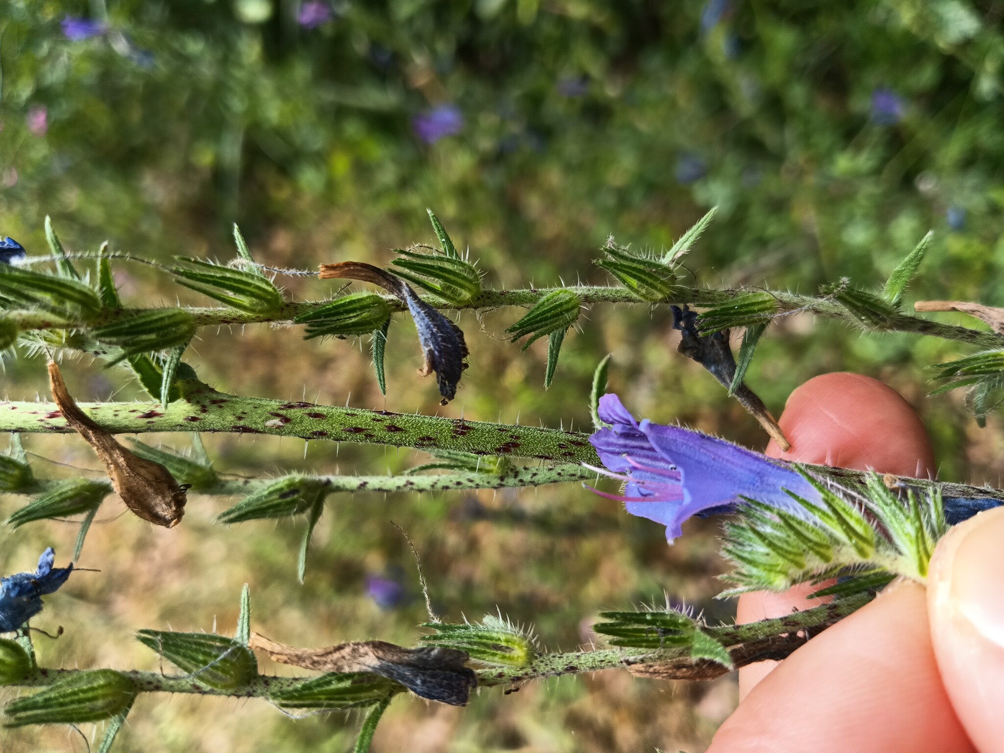 Photo of Echium tuberculatum (4/12)