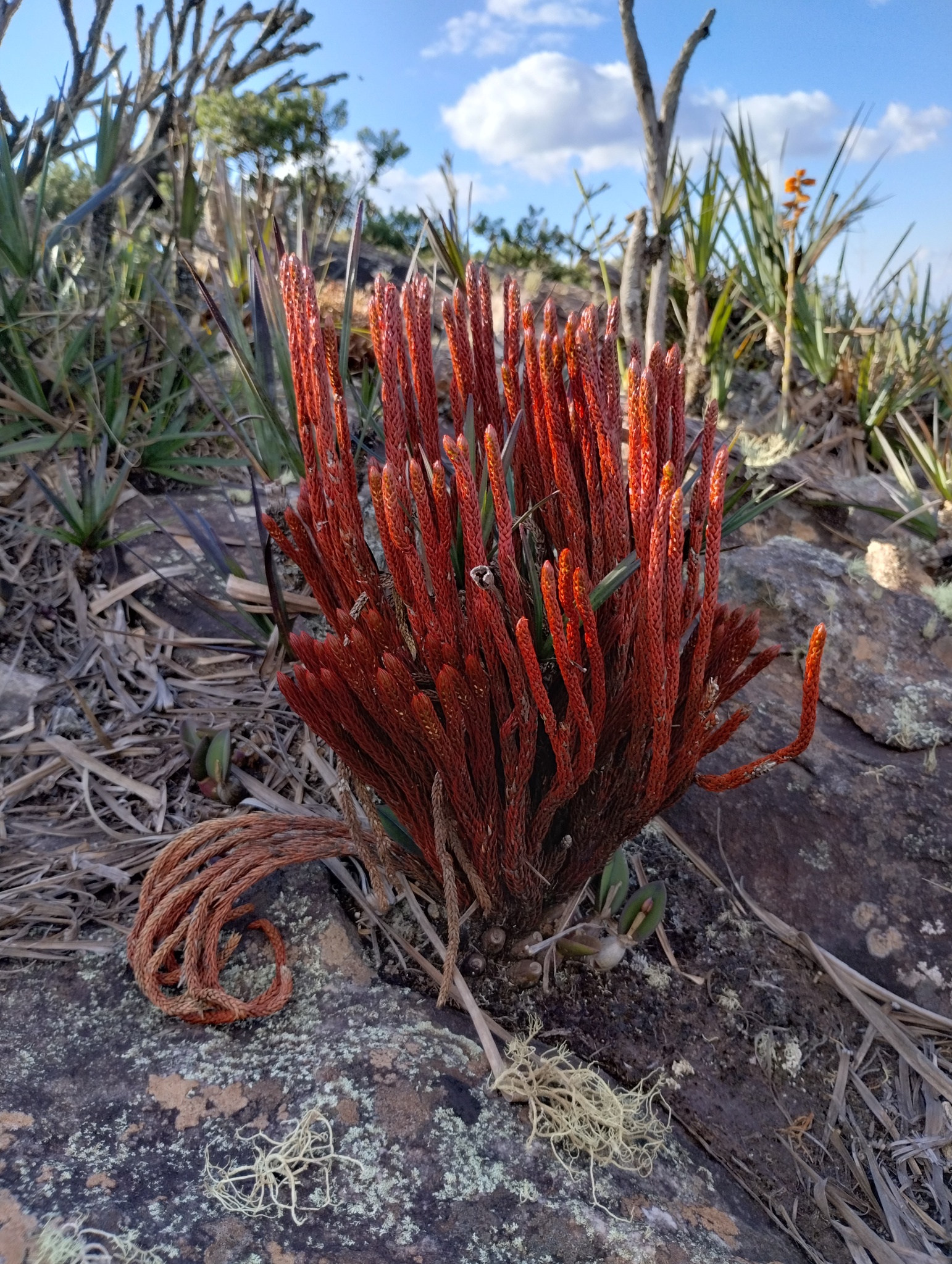 Photo of Phlegmariurus ruber (8/12)