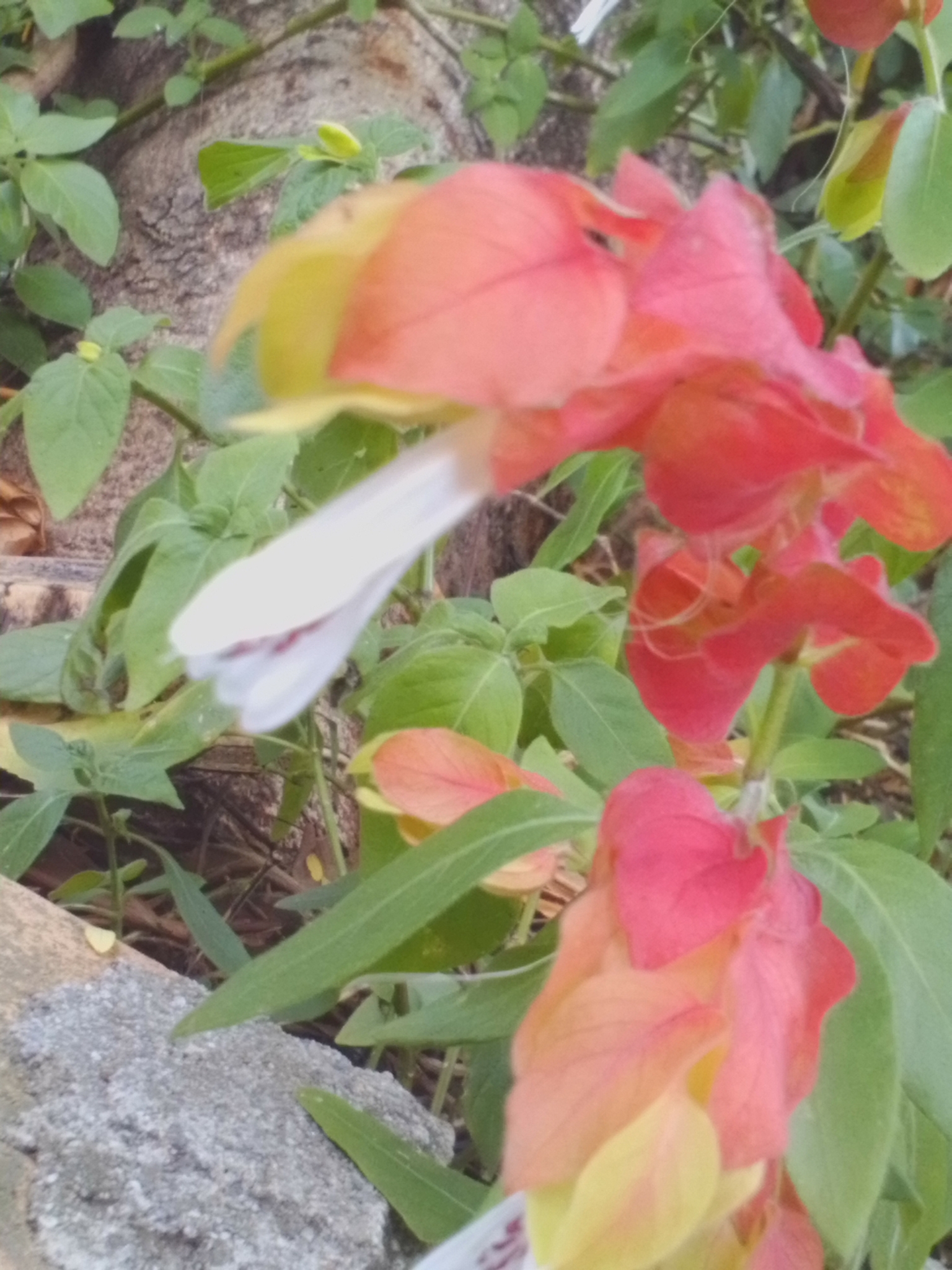 Photo of Shrimp plant (5/6)