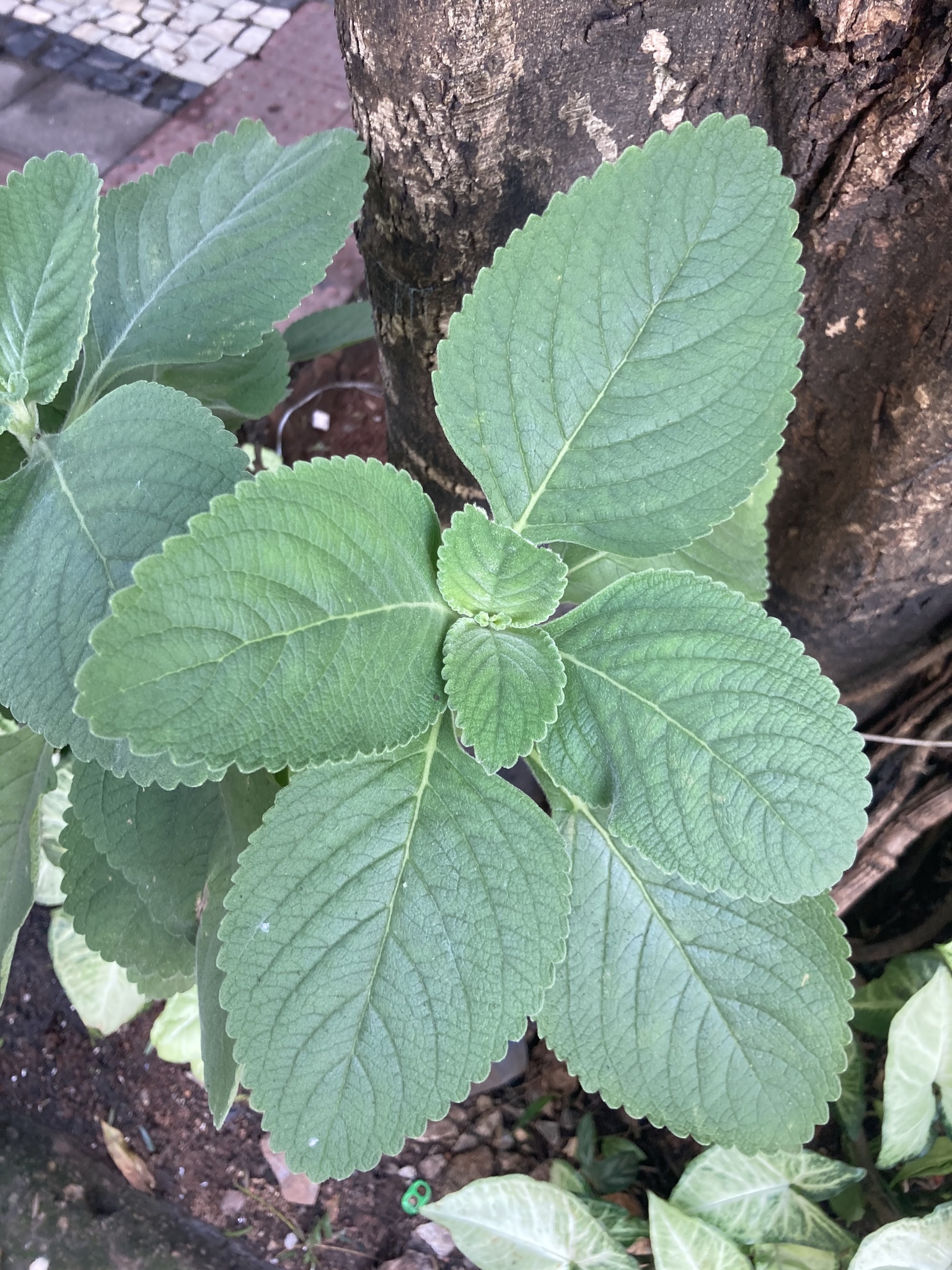 Photo of Woolly Plectranthus (6/8)
