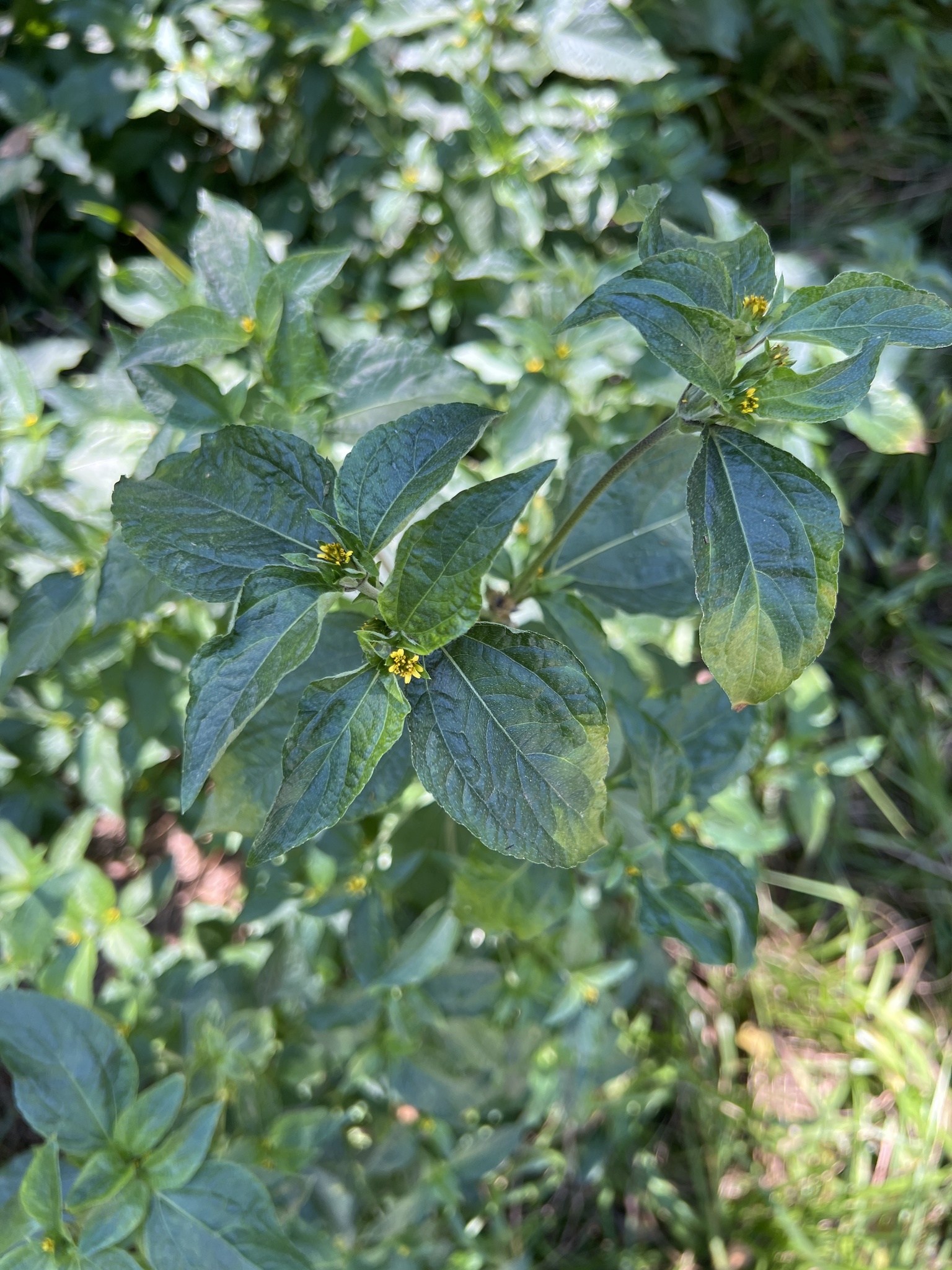 Photo of Nodeweed (1/12)