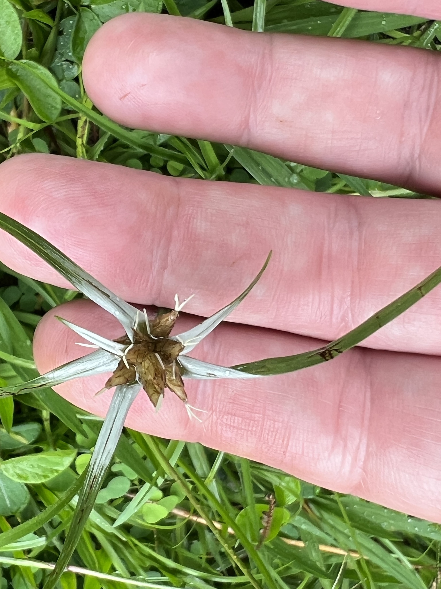 Photo of yerba de estrella (6/11)